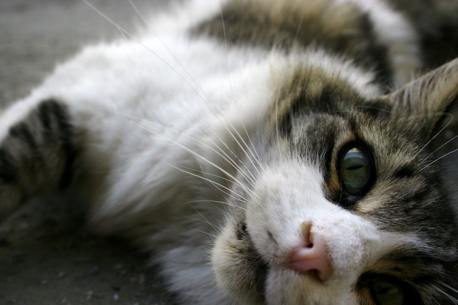 Canon EOS 20D sample photo. Cat, animal, cute photography