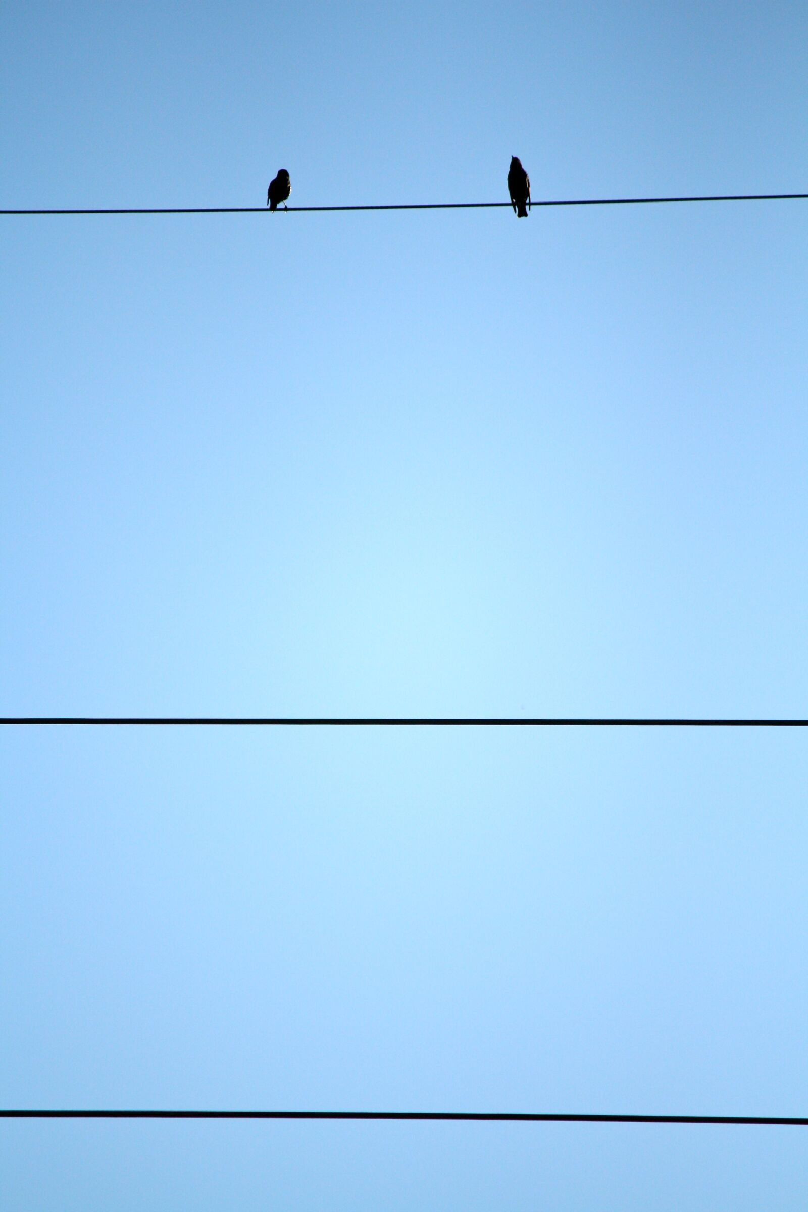 Canon EOS 1000D (EOS Digital Rebel XS / EOS Kiss F) sample photo. Birds, wire, blue photography