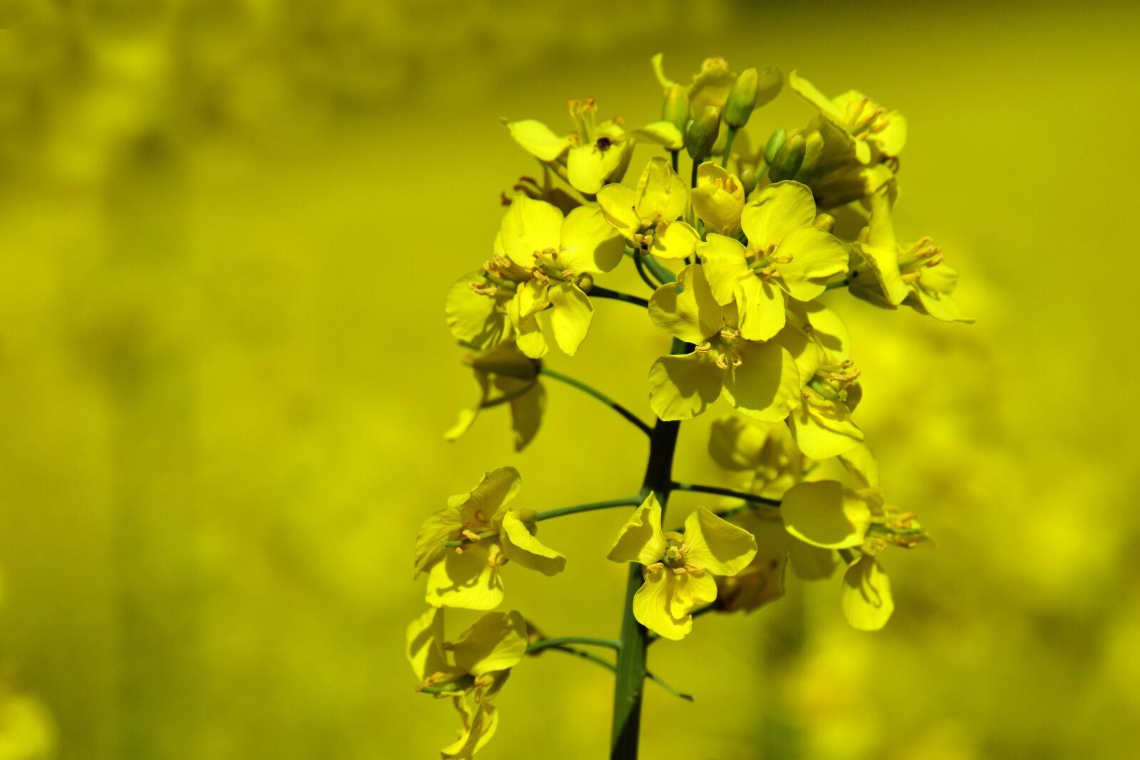 Nikon D3300 sample photo. Oilseed rape, rape blossom photography