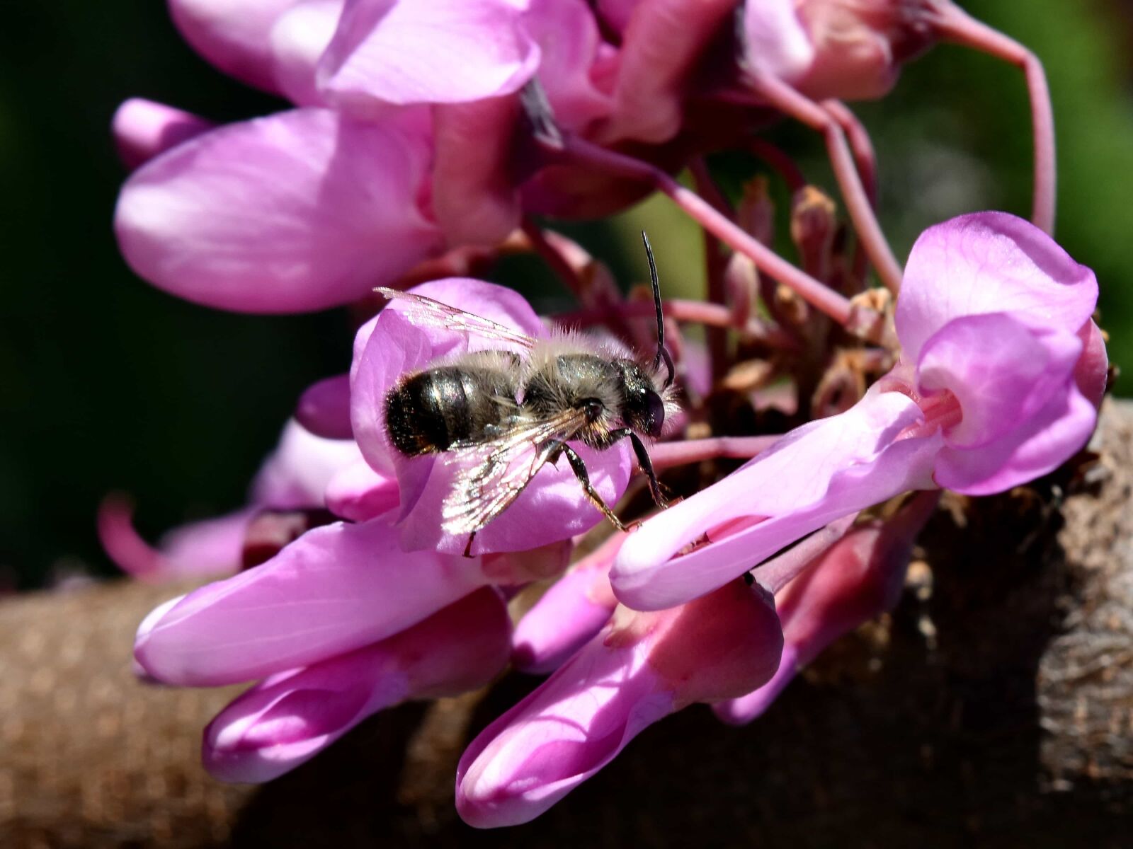Nikon D5500 sample photo. Bee, details, honeybee, insect photography
