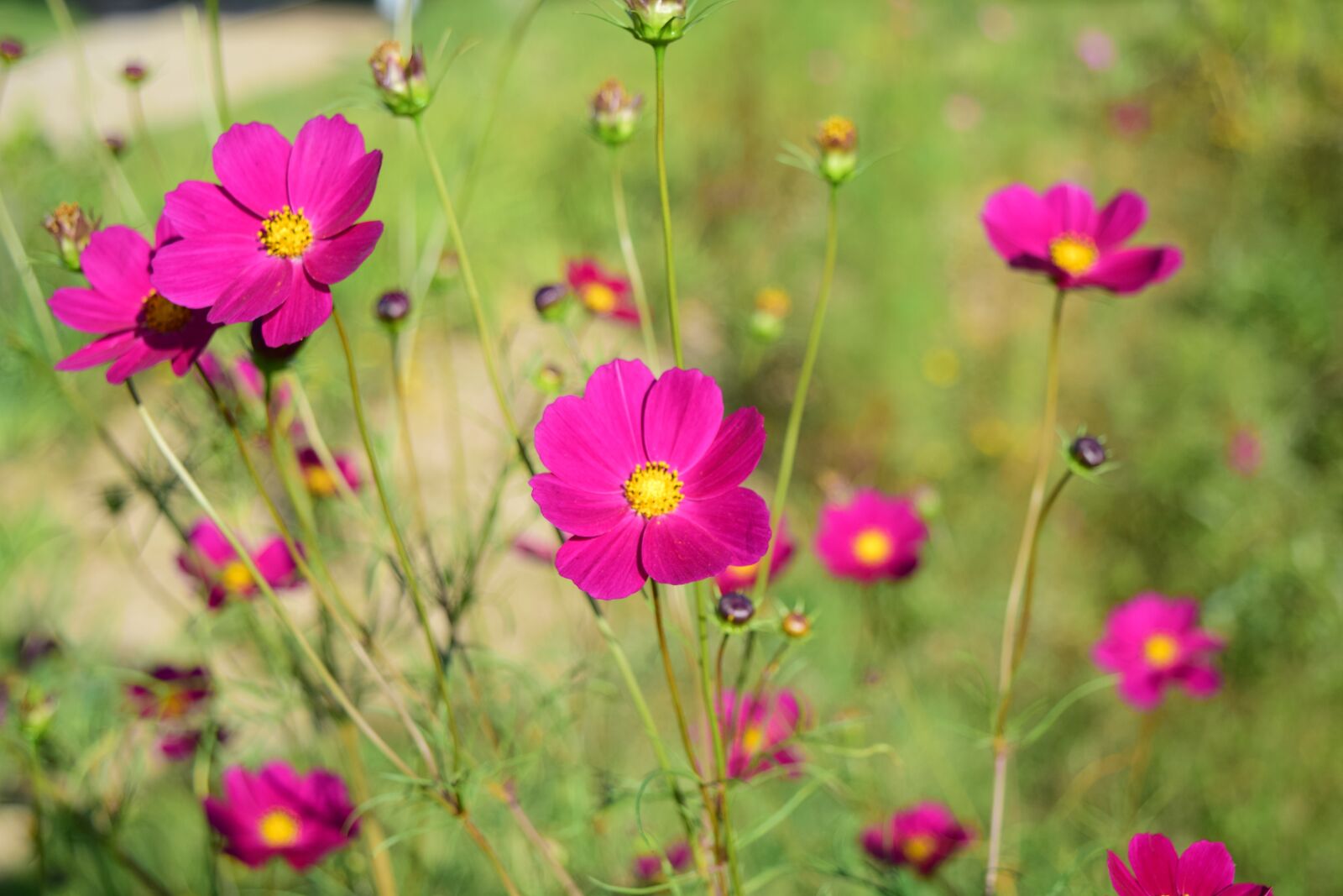 Nikon D3300 sample photo. Flowers, autumn, plants photography