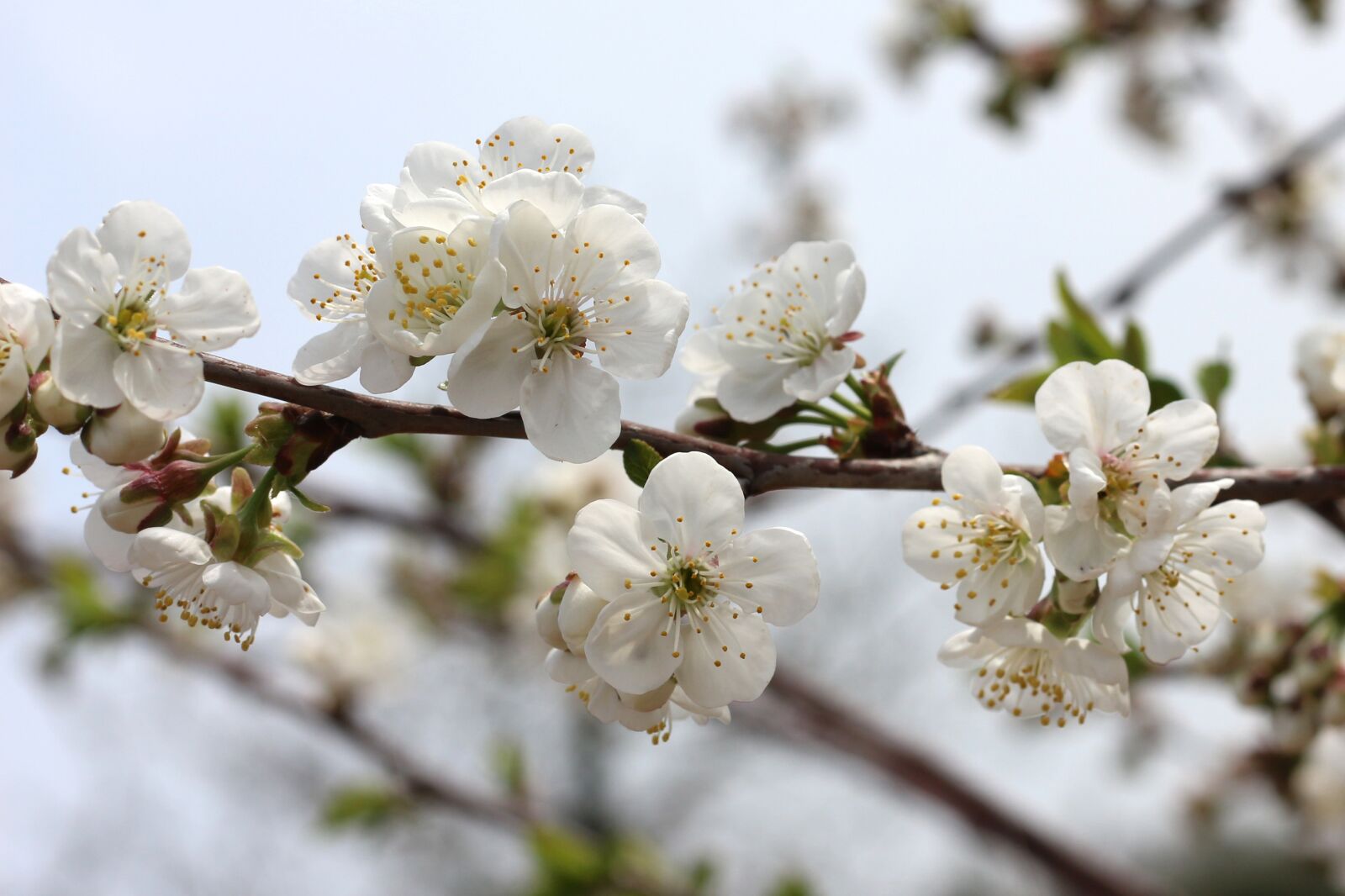 Canon EOS 700D (EOS Rebel T5i / EOS Kiss X7i) sample photo. White flowers, bloom, blossom photography