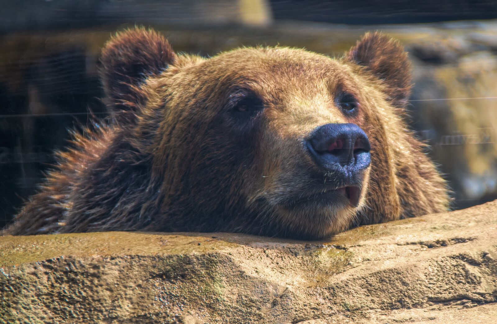 Nikon D850 sample photo. Bear, animal, nature photography