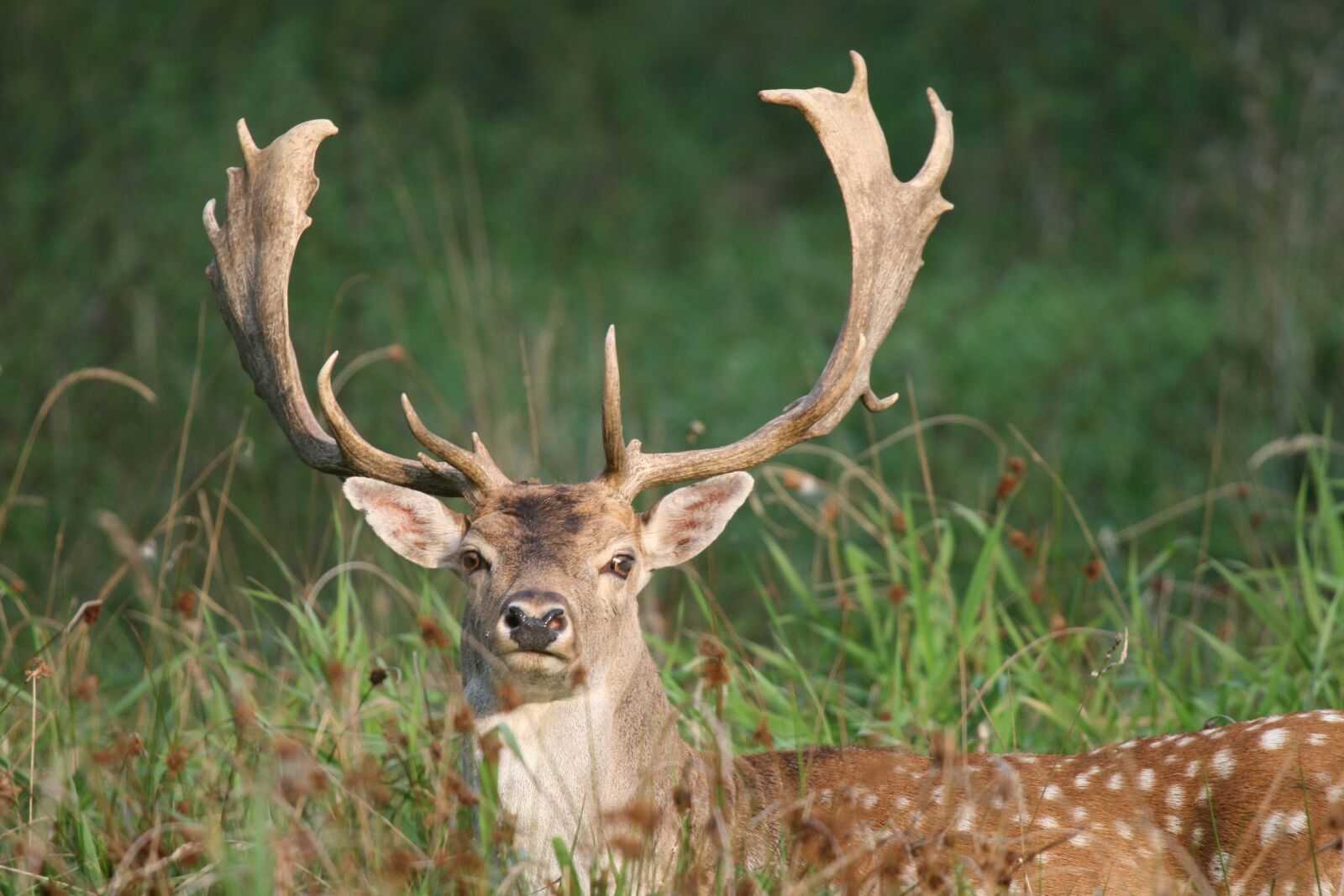Canon EOS 400D (EOS Digital Rebel XTi / EOS Kiss Digital X) sample photo. Fallow deer, hirsch, enclosure photography