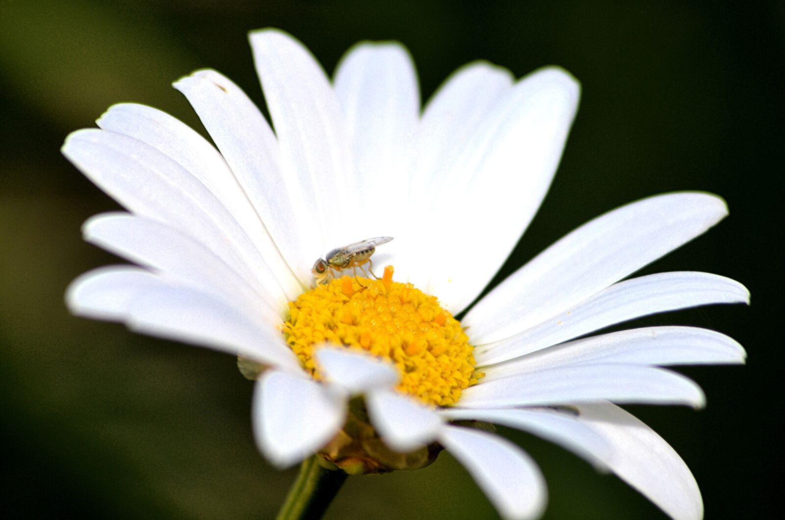 Nikon D5100 sample photo. Flower, flowering, garden photography
