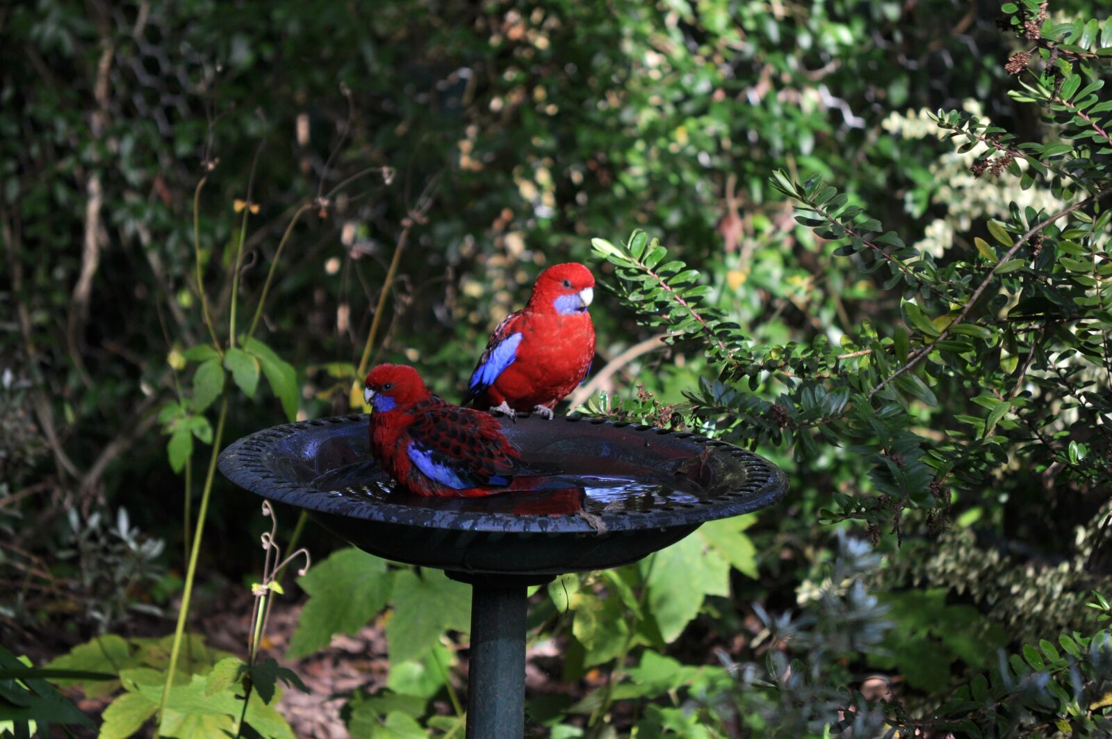 Nikon D5000 sample photo. Australian, birds, morning photography