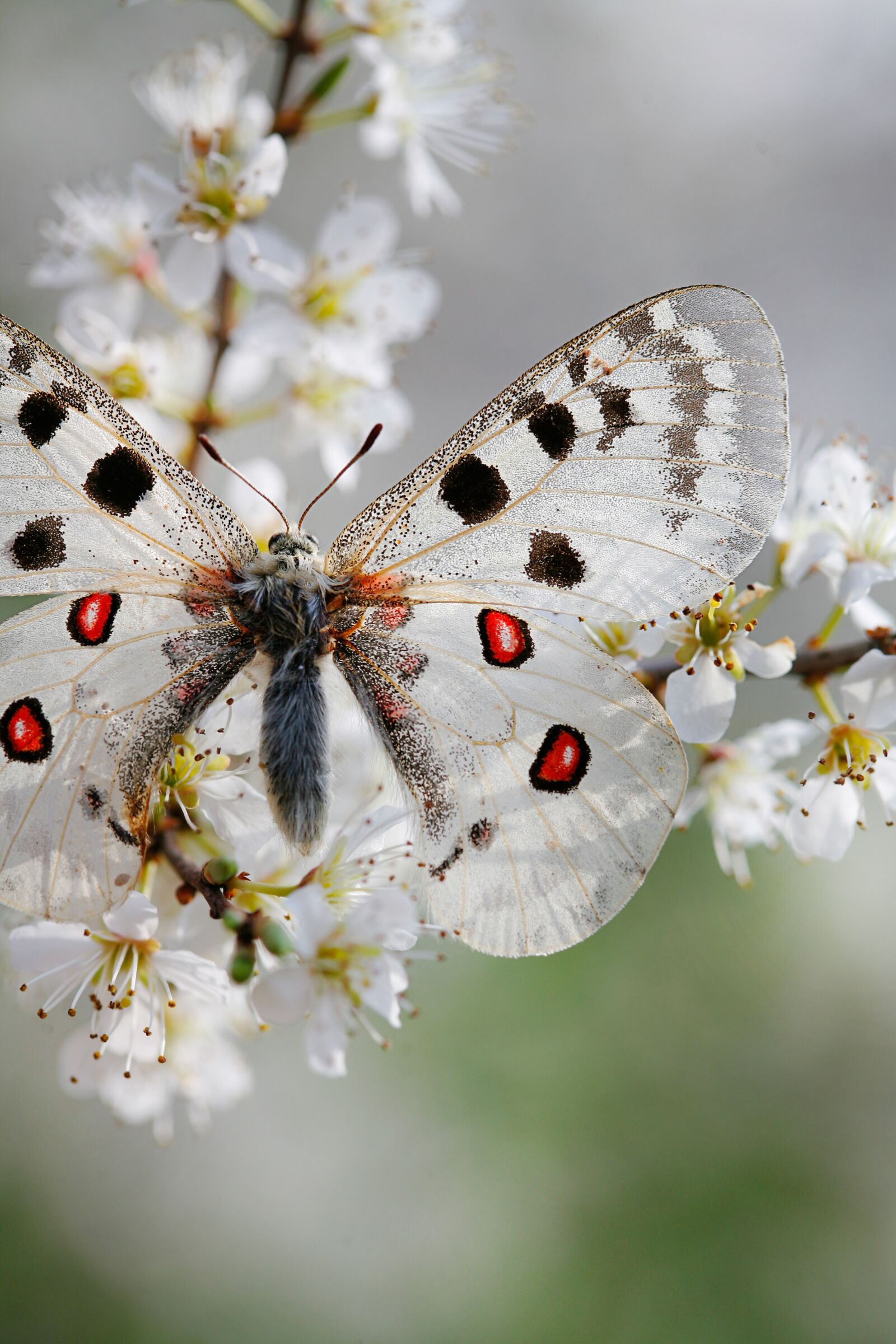 Canon EOS 5D sample photo. Butterfly, apollofalter, strictly protected photography