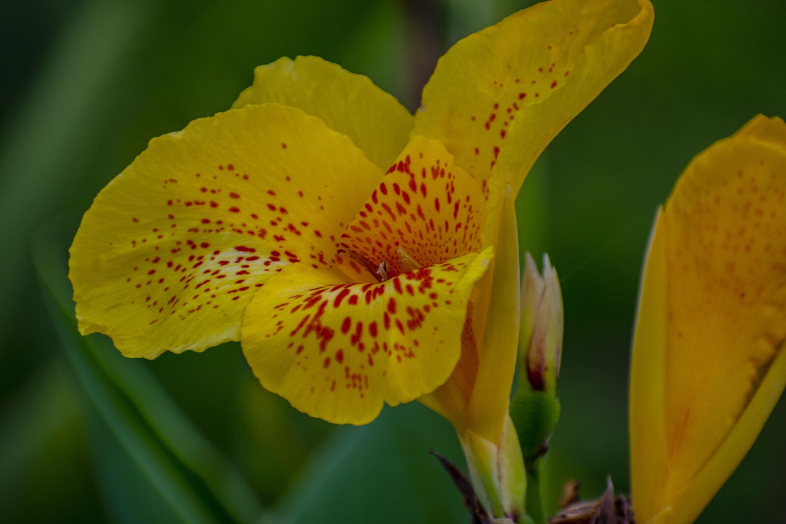 Nikon D600 sample photo. Nature, flower, spring photography