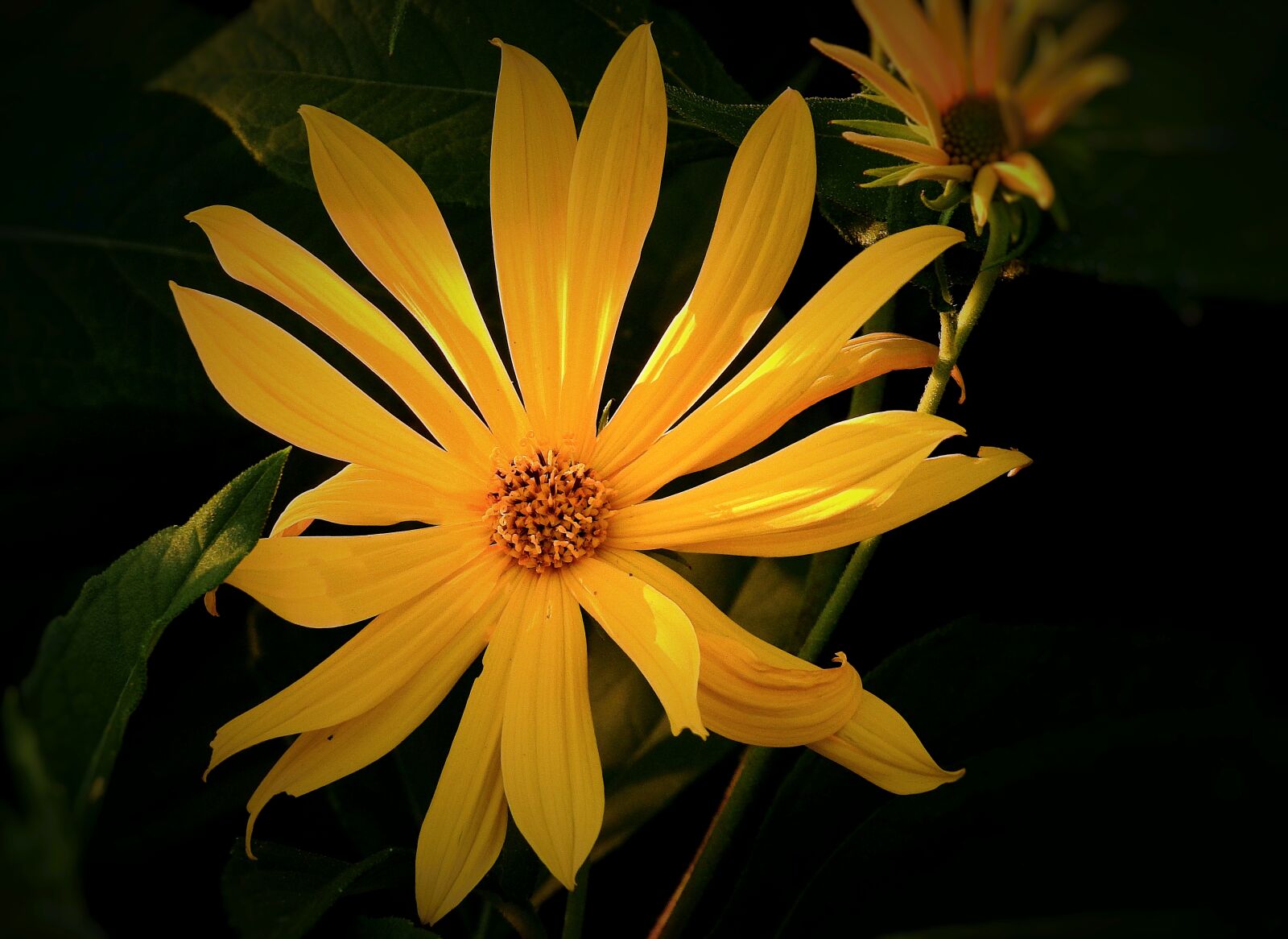 Nikon Coolpix P900 sample photo. Flower, nature, garden photography