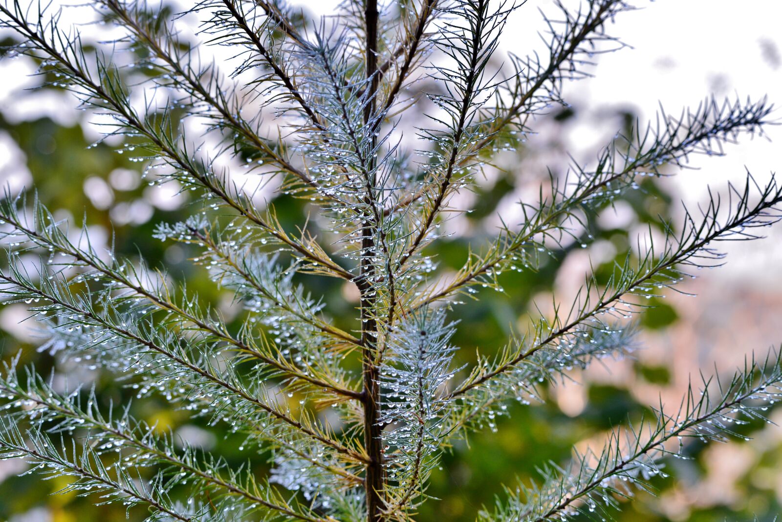 Nikon D600 sample photo. Dewdrops, twigs, nature photography