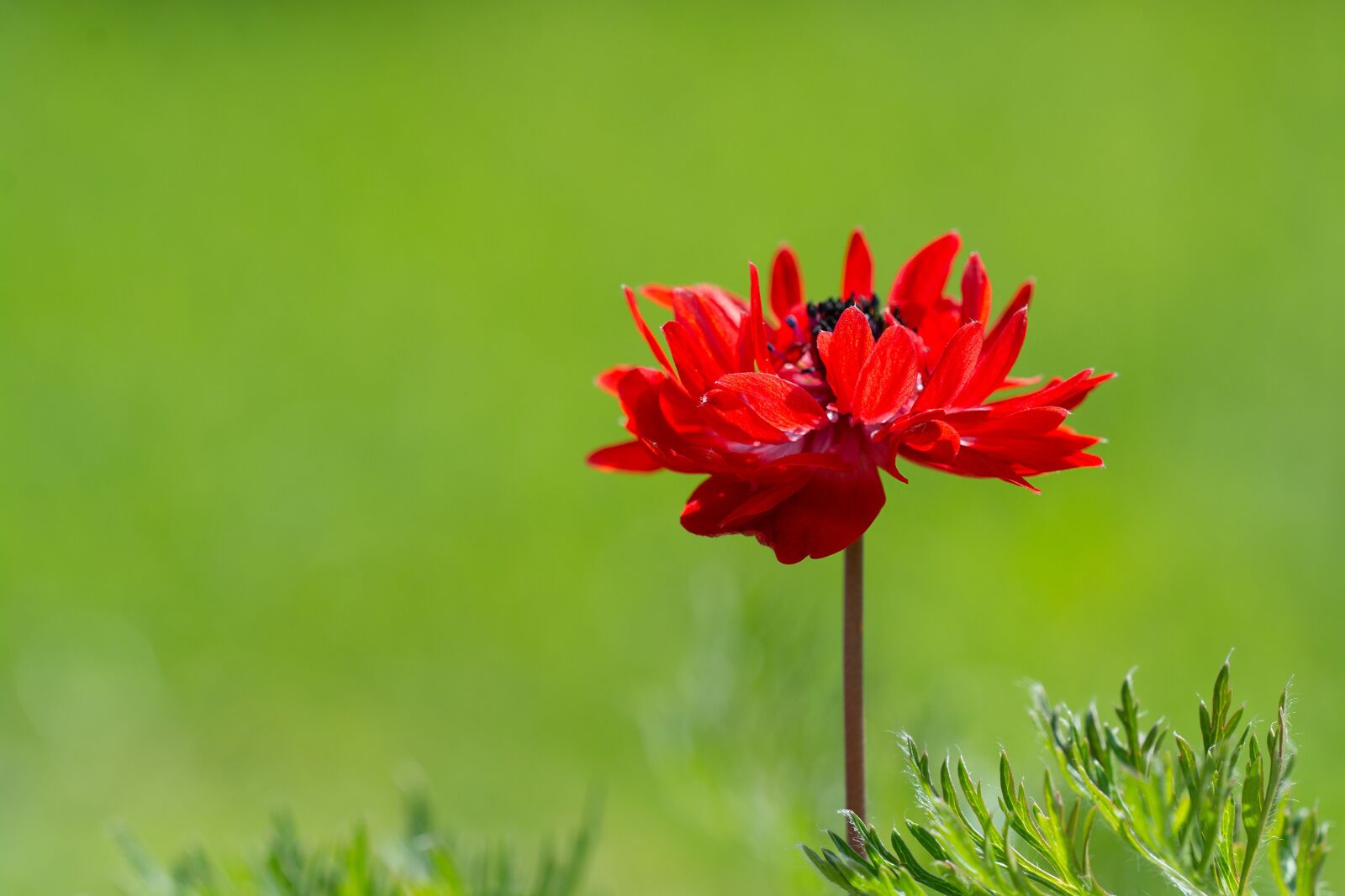 Nikon D7100 sample photo. Anemone, red, red anemone photography