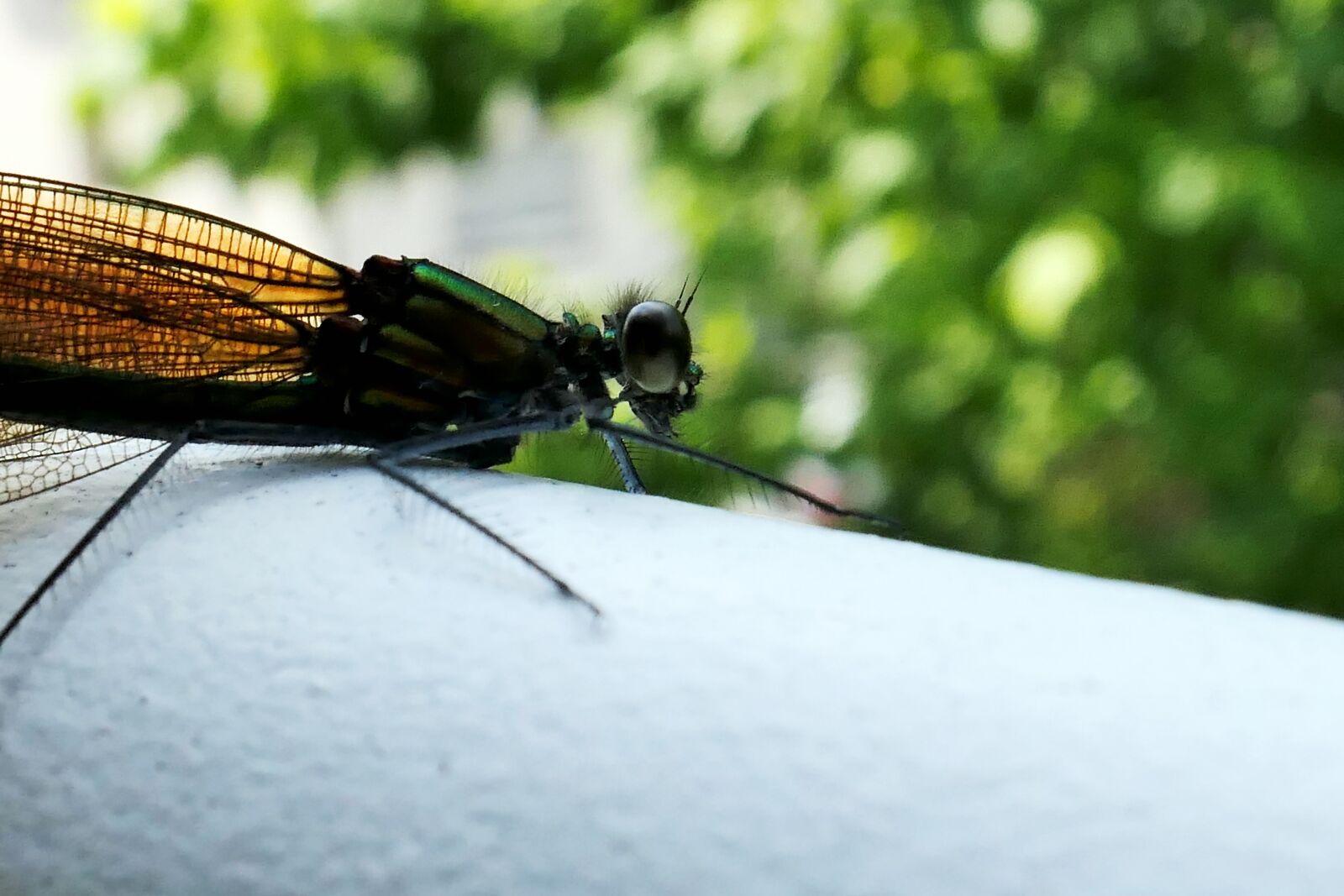 Panasonic Lumix DMC-LX10 (Lumix DMC-LX15) sample photo. Insect, dragonfly, nature photography