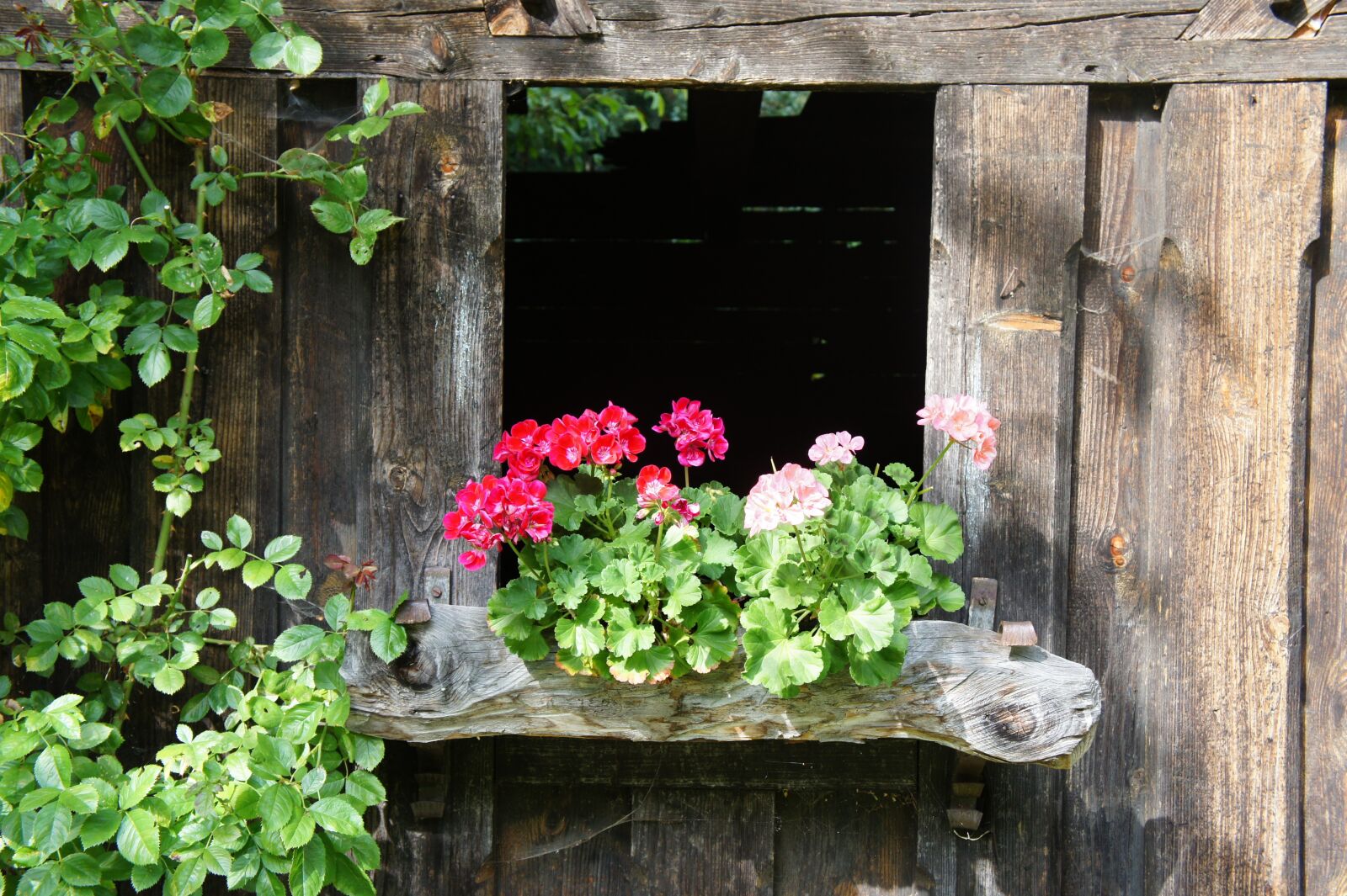 Sony Alpha NEX-5 + Sony E 18-55mm F3.5-5.6 OSS sample photo. Wood, hut, flowers photography