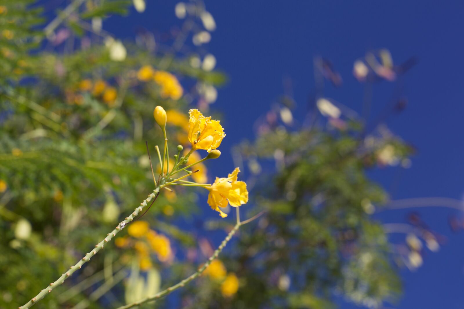 Canon EOS 5D Mark III sample photo. Yellow flower, blue sky photography