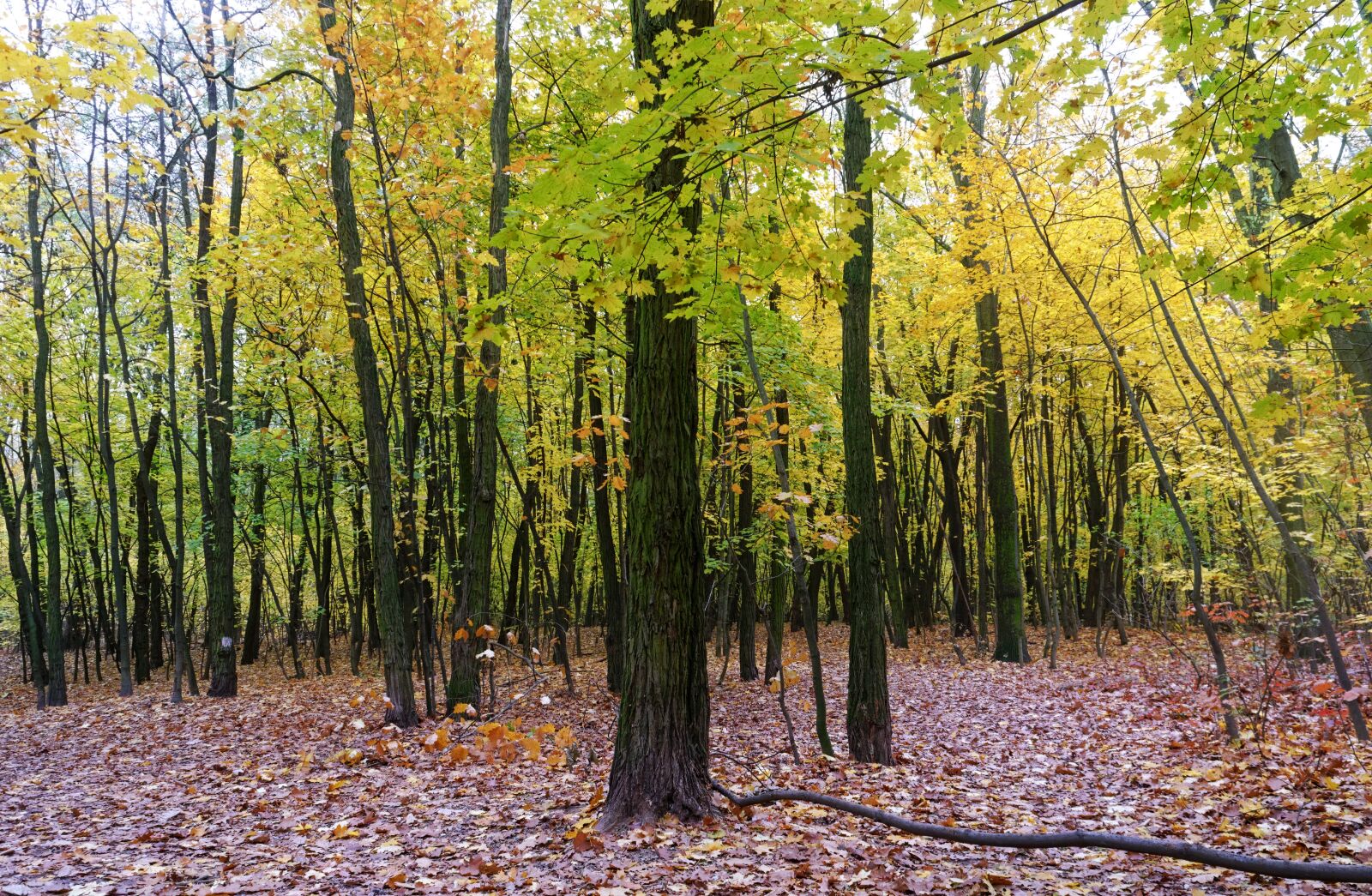 Nikon D3100 sample photo. Landscape, nature, autumn photography