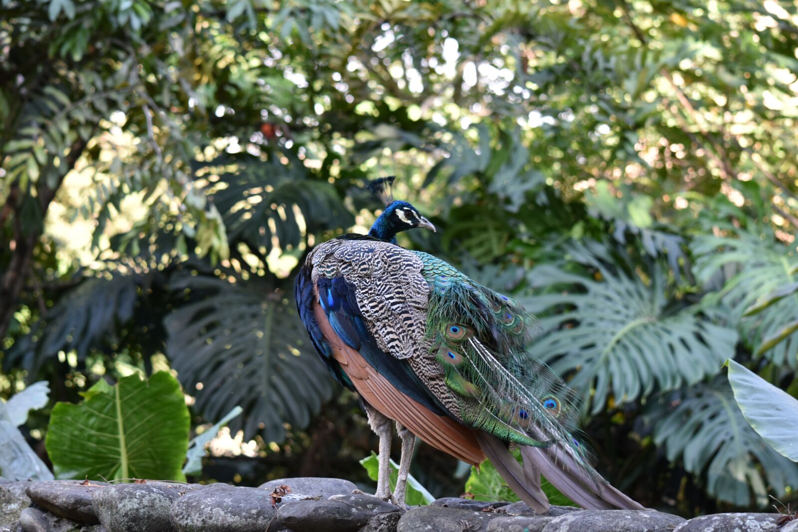 Nikon D5500 sample photo. Nature, birds, tropical photography