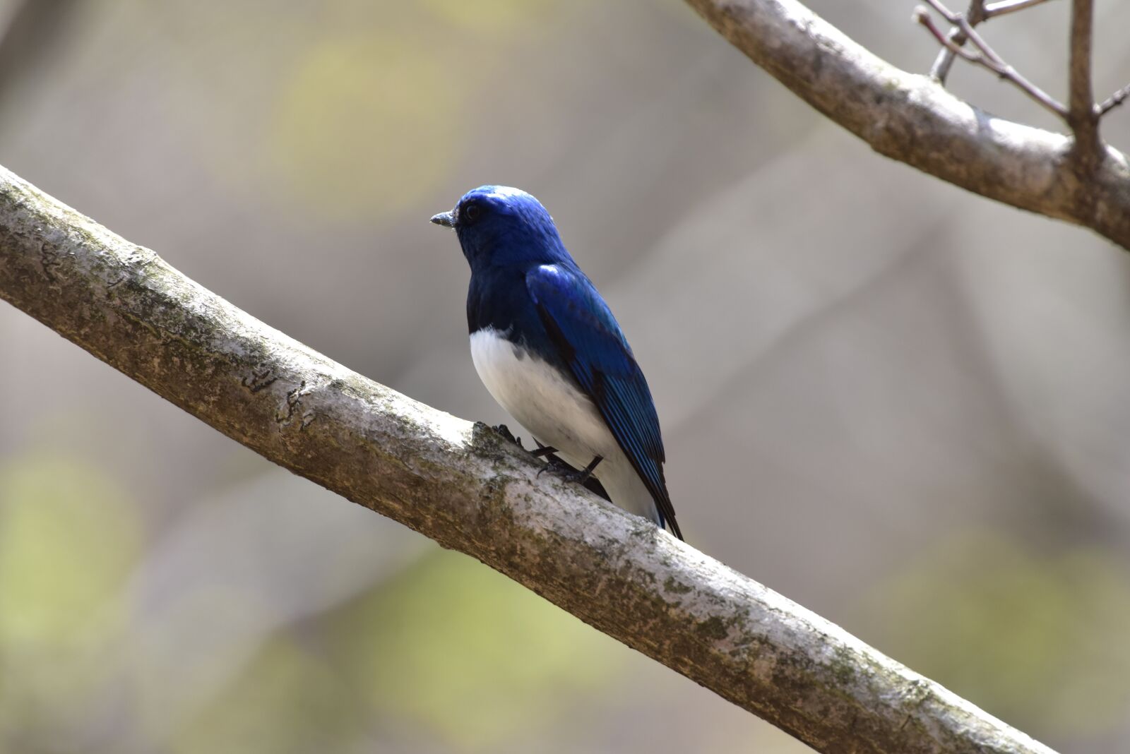 Nikon D810 sample photo. Bird, wild animals, natural photography