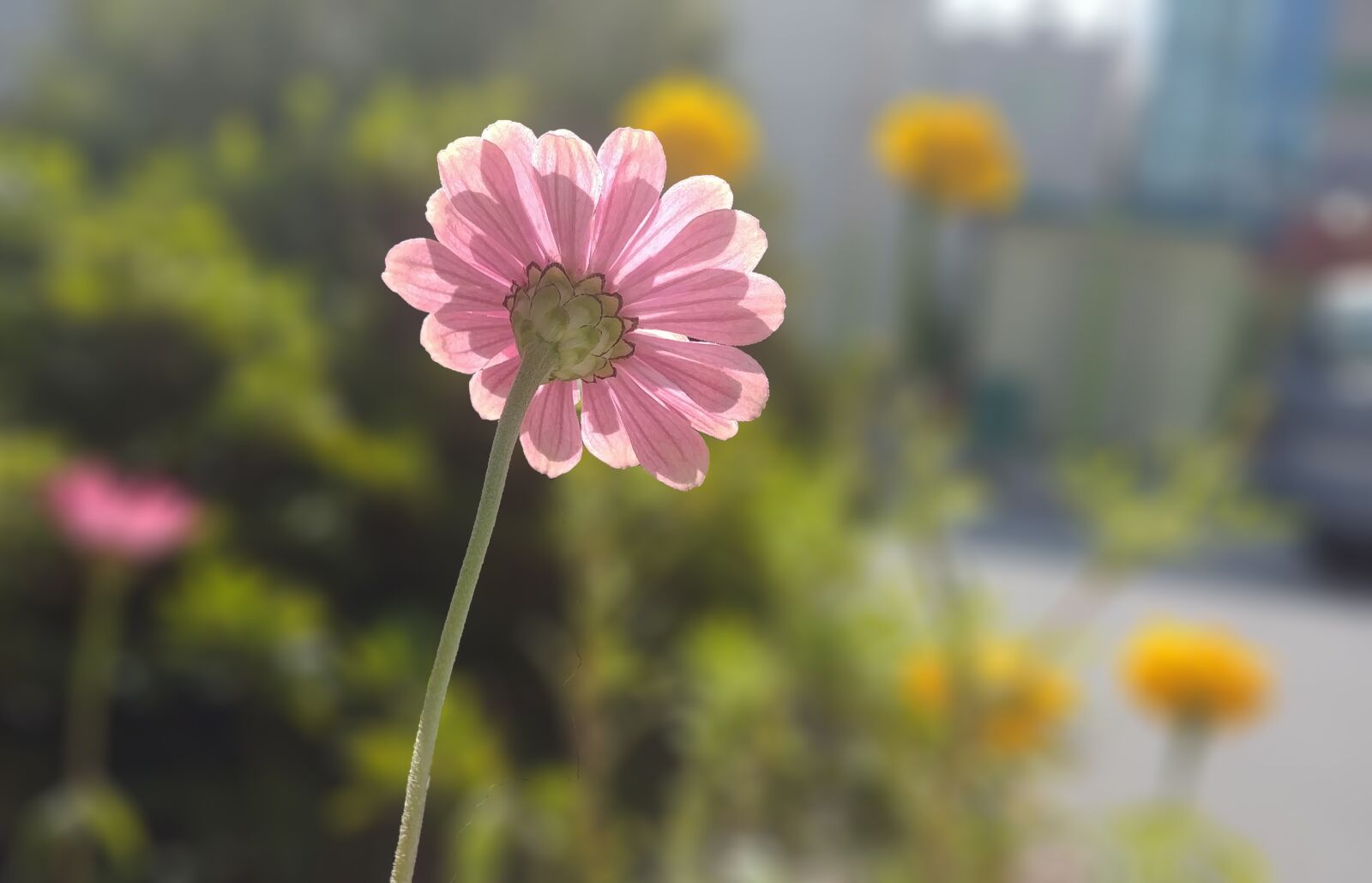 LG G6 sample photo. Flowers, crape myrtle, pink photography