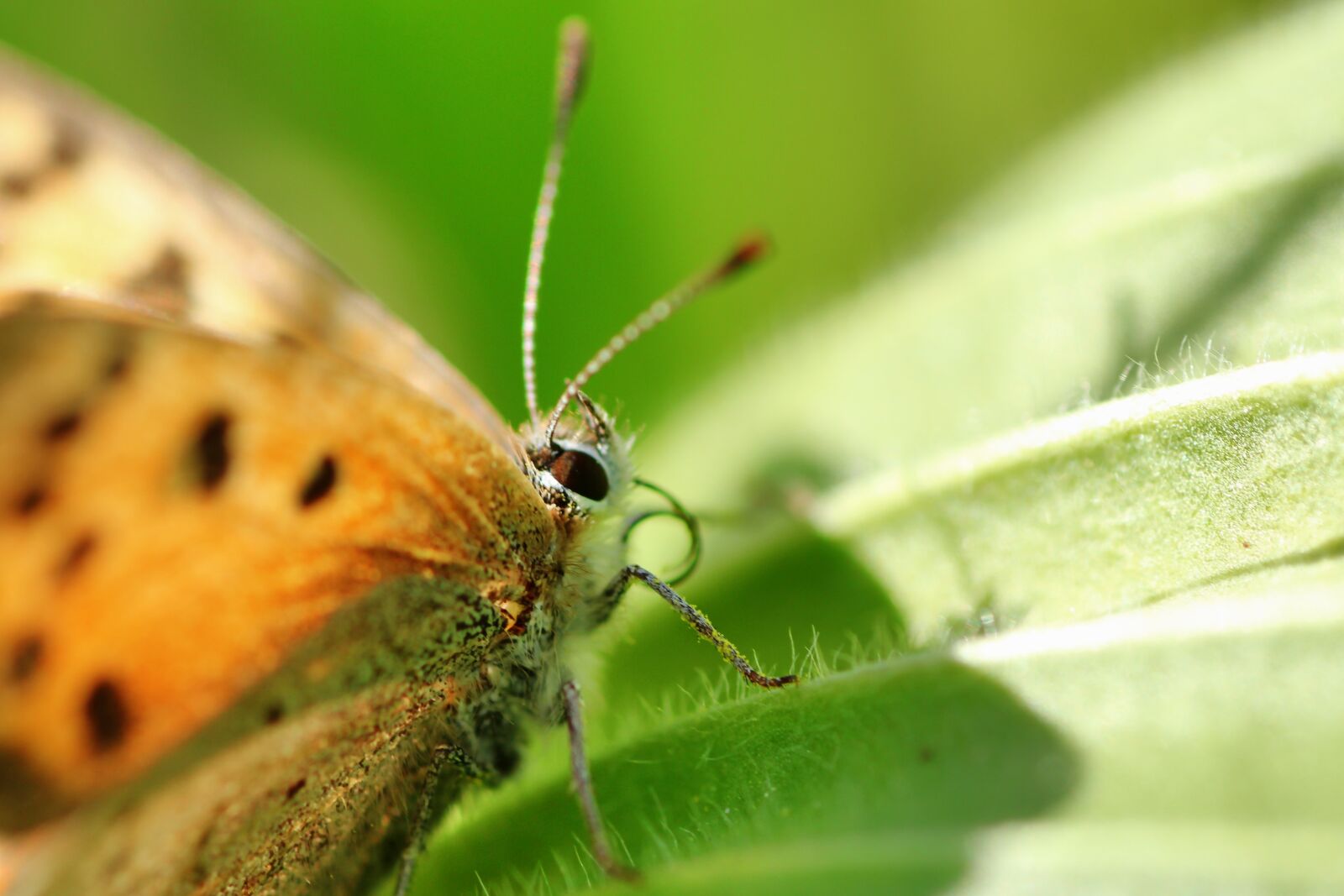 Tamron SP 90mm F2.8 Di VC USD 1:1 Macro sample photo. Small fire falter, butterfly photography