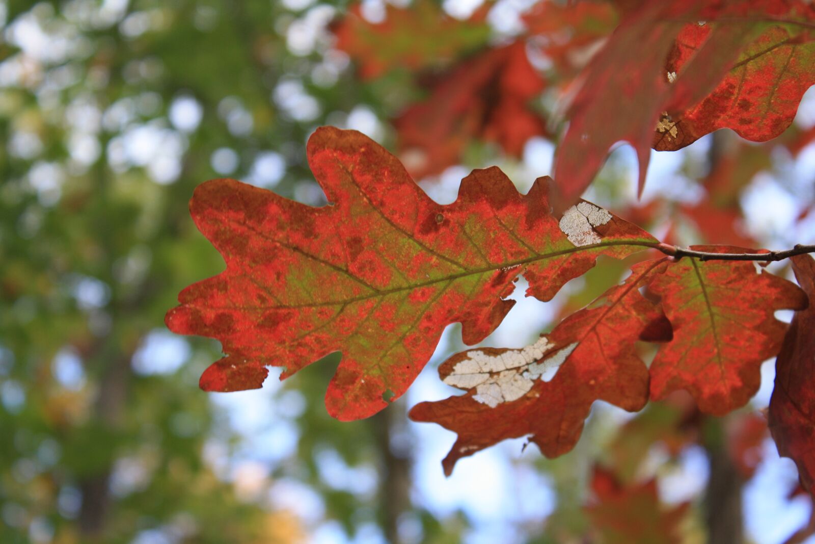 Canon EOS 1000D (EOS Digital Rebel XS / EOS Kiss F) sample photo. Leaves, foliage, leafs photography