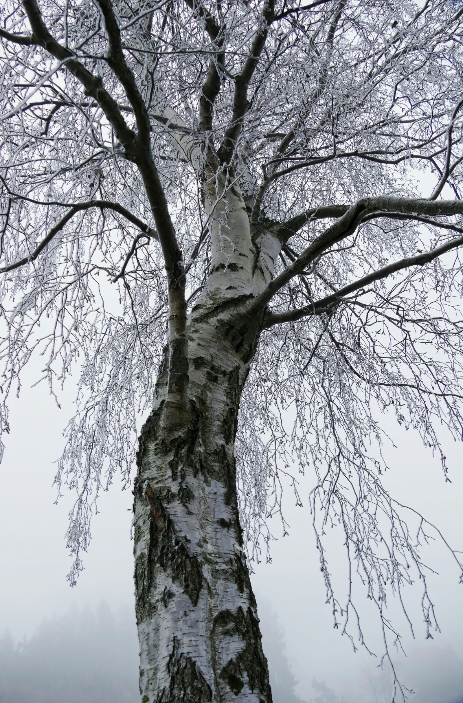 Panasonic Lumix DMC-FZ1000 sample photo. Birch, tree, frost photography