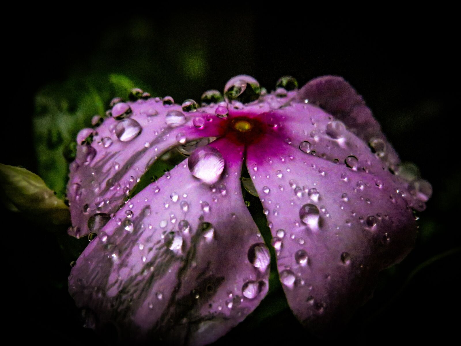 Canon PowerShot SX540 HS sample photo. Periwinkle, flower, rain photography