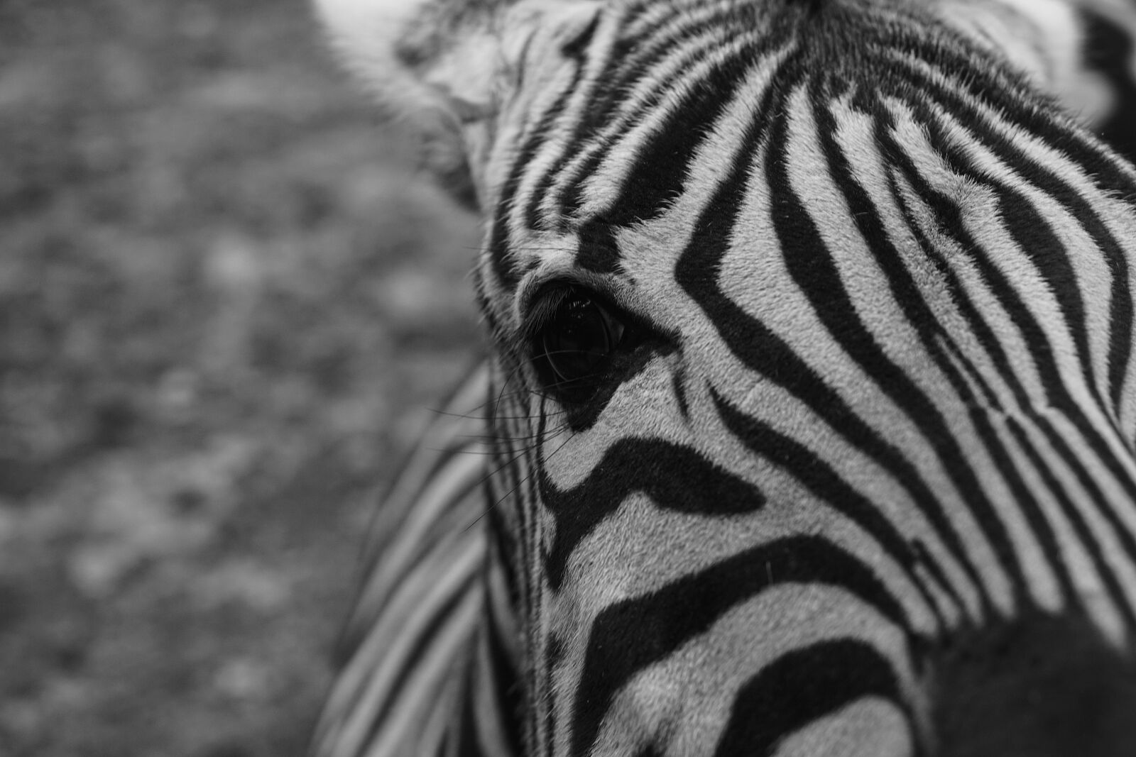 E 50mm F1.8 OSS sample photo. Zebra, captivity, black and photography