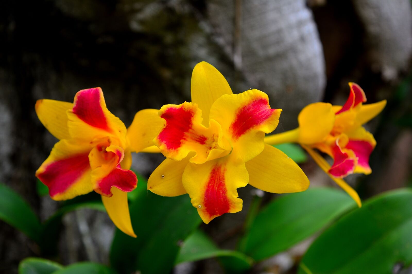 Nikon D5200 sample photo. Flowers, orchid, flower photography