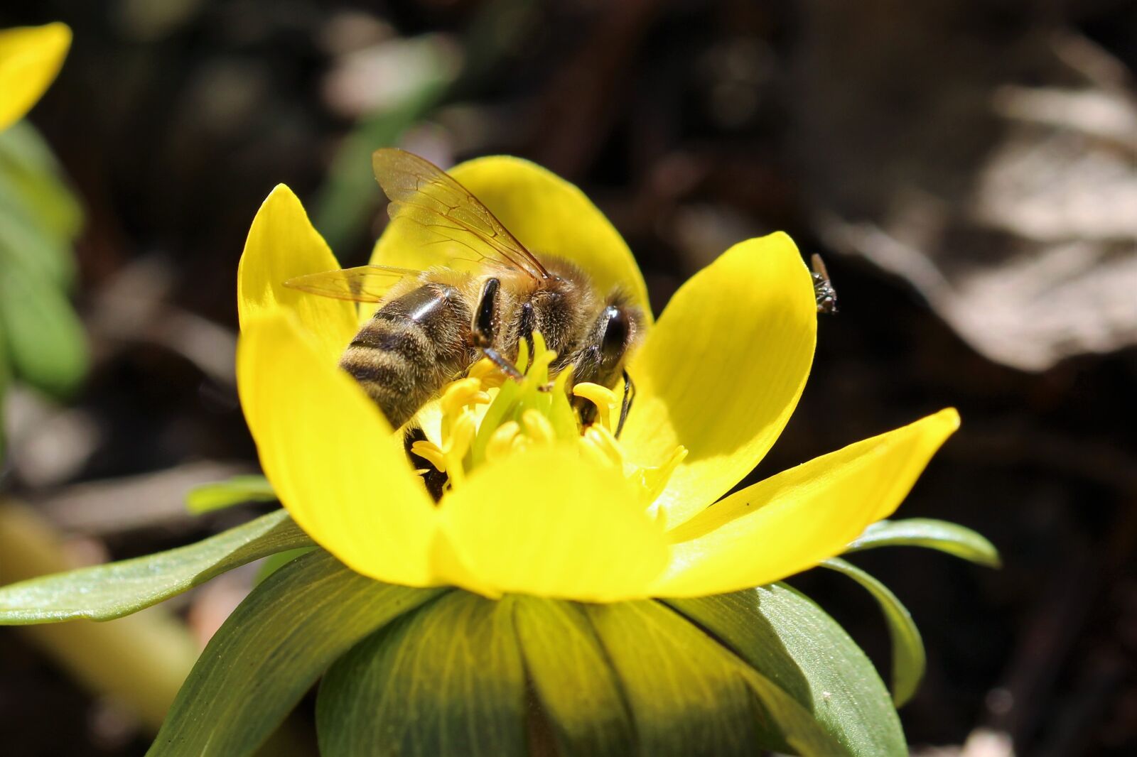Canon EOS 1200D (EOS Rebel T5 / EOS Kiss X70 / EOS Hi) sample photo. Bee, winterling, spring photography