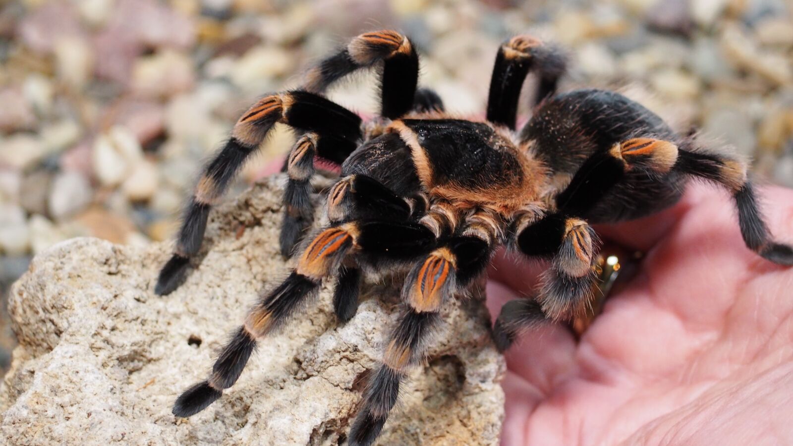 Olympus OM-D E-M10 II sample photo. Tarantula, spider, animal photography