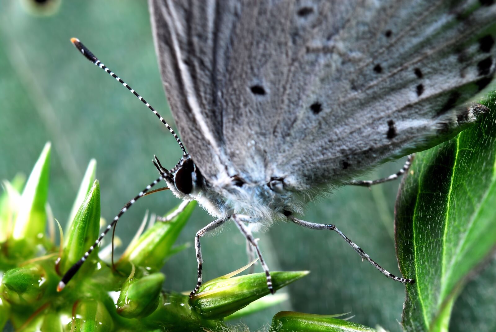 Nikon D200 sample photo. Butterfly, flowers, affix photography