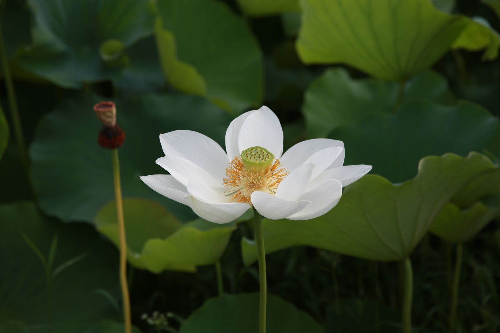 Canon EOS 6D + Canon EF 24-105mm F4L IS USM sample photo. Lotus, flowers, water lilies photography