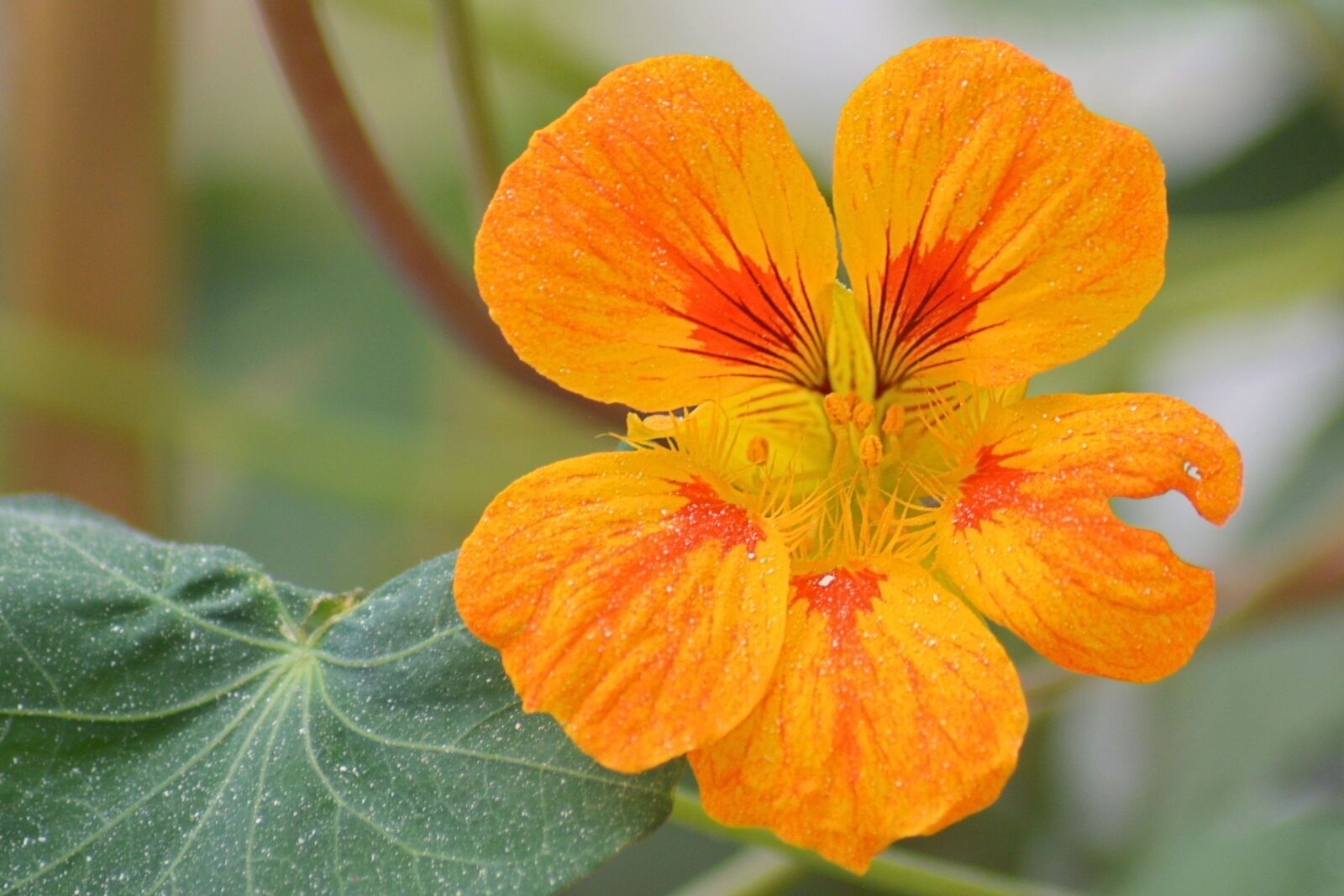 Nikon D3200 sample photo. Blossom, bloom, orange photography