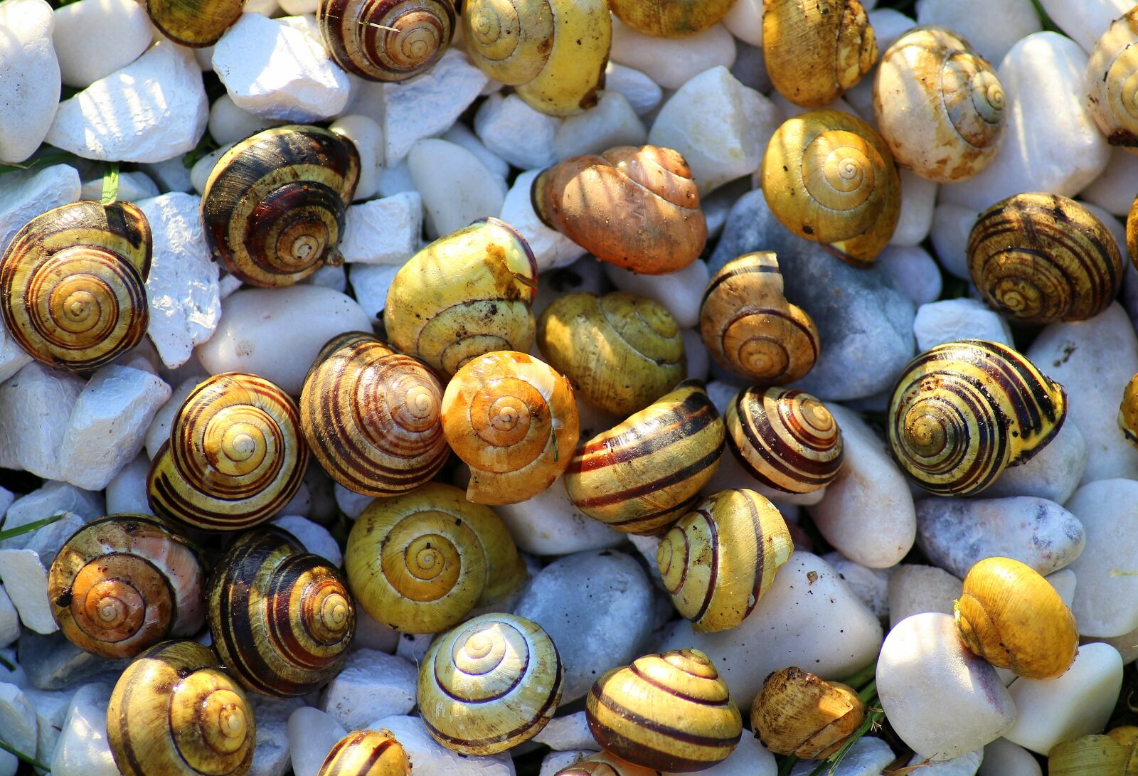 Canon EOS 1200D (EOS Rebel T5 / EOS Kiss X70 / EOS Hi) sample photo. Snails, crustaceans, the set photography