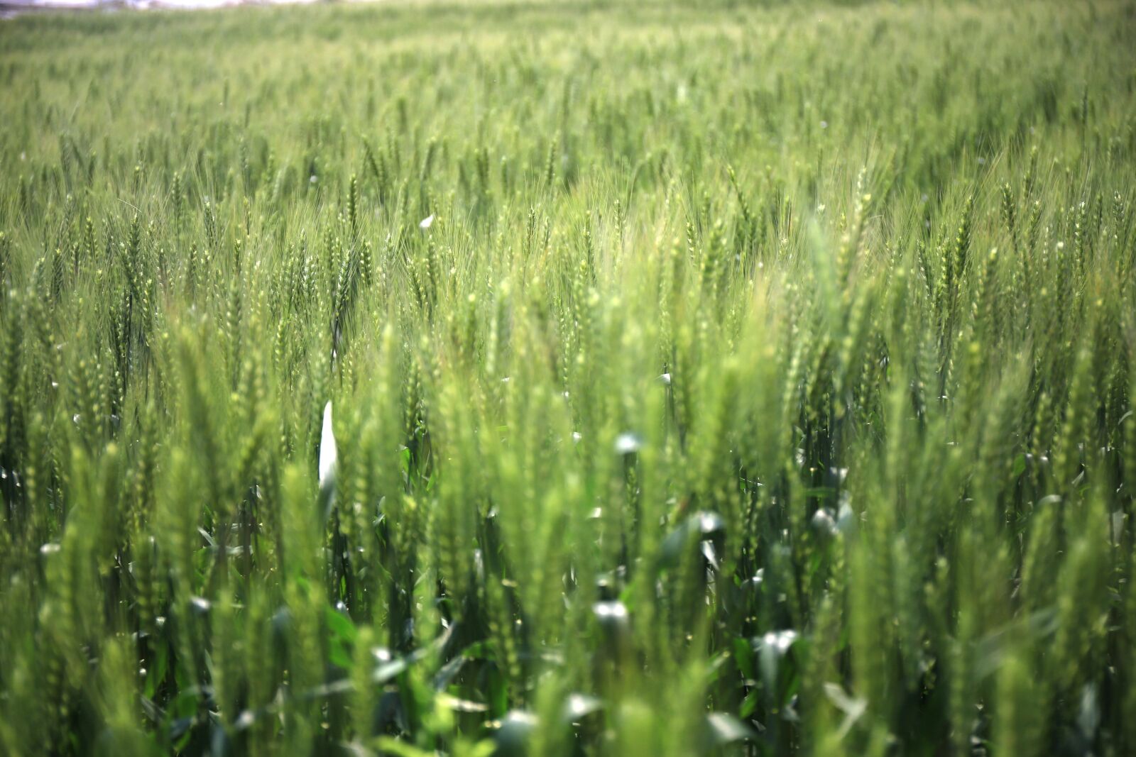 Canon EF 24-70mm F4L IS USM sample photo. In wheat field, gain photography