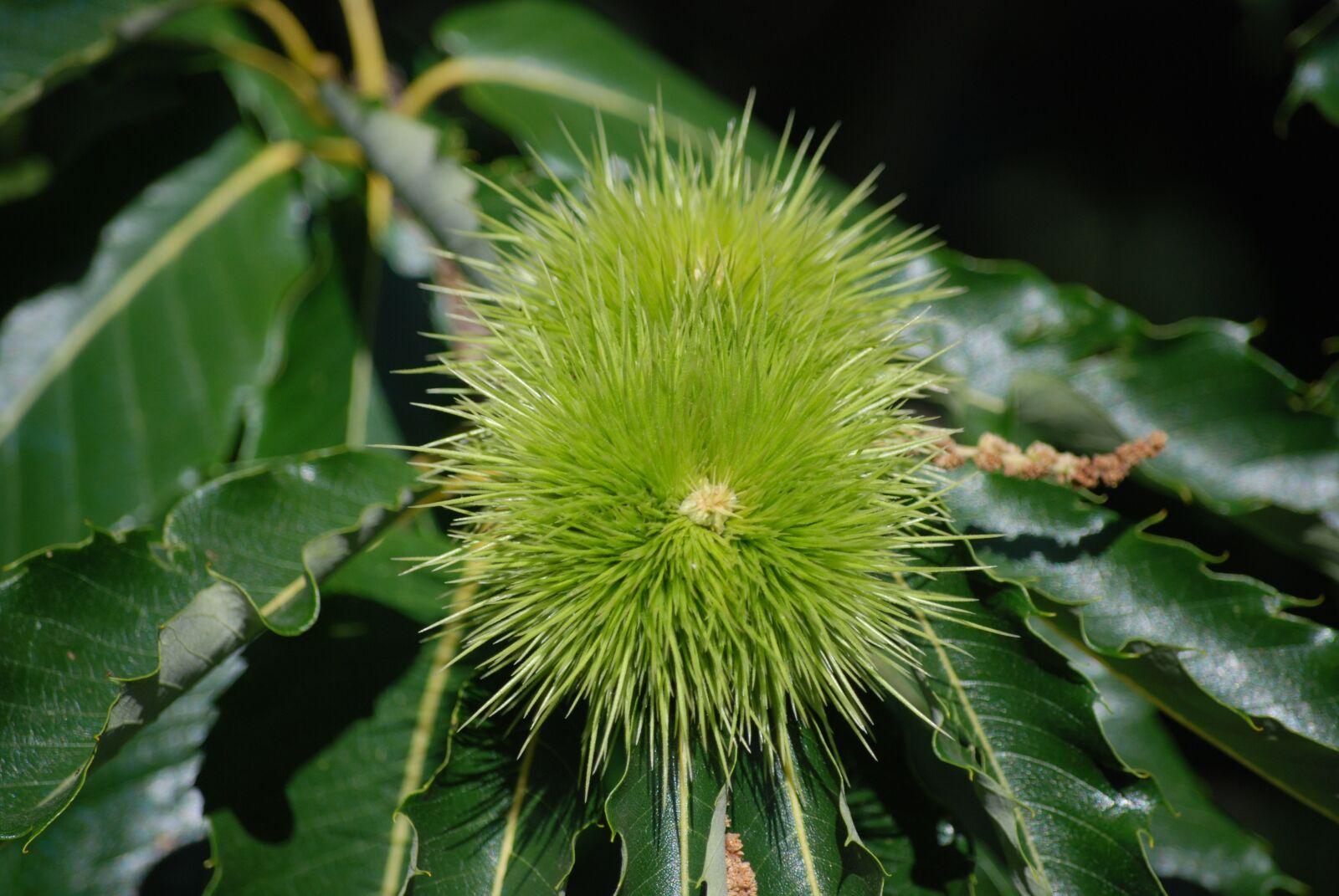 Nikon D80 sample photo. Chestnut, nature, fruit photography