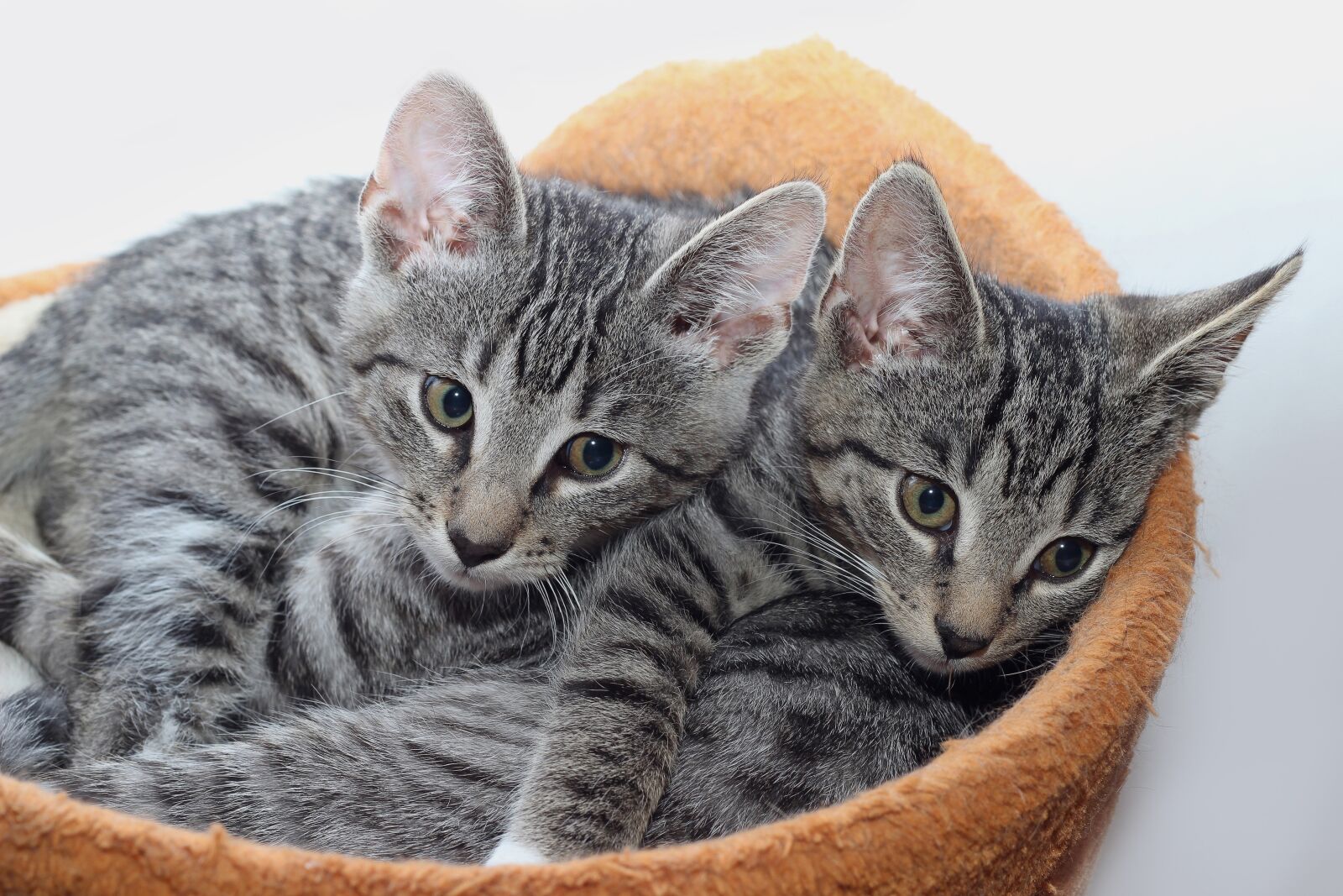 Canon EOS 600D (Rebel EOS T3i / EOS Kiss X5) + Canon EF 50mm F1.8 II sample photo. Cat, animal, pet photography