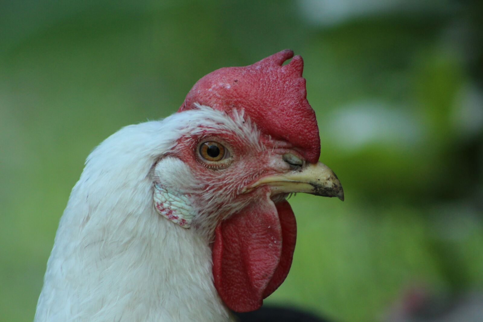 Canon EOS 700D (EOS Rebel T5i / EOS Kiss X7i) sample photo. Chicken, hen, poultry photography