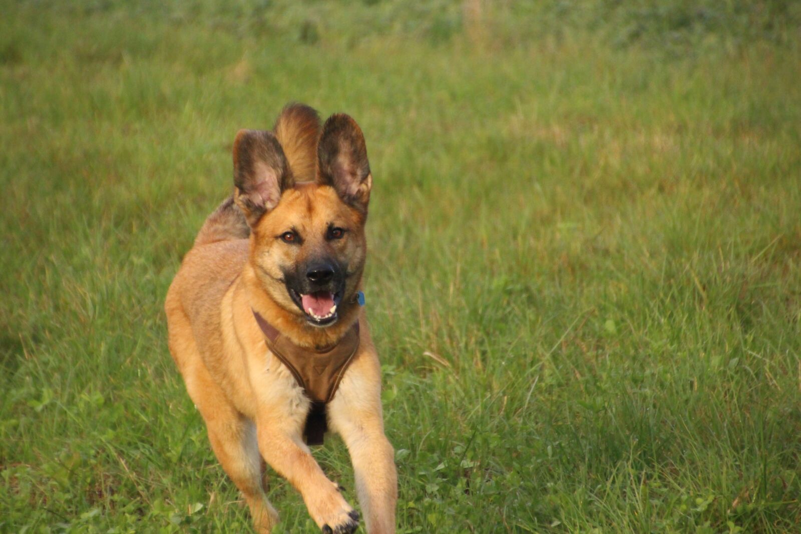 Canon EOS 700D (EOS Rebel T5i / EOS Kiss X7i) sample photo. Dog, rennend, running dog photography
