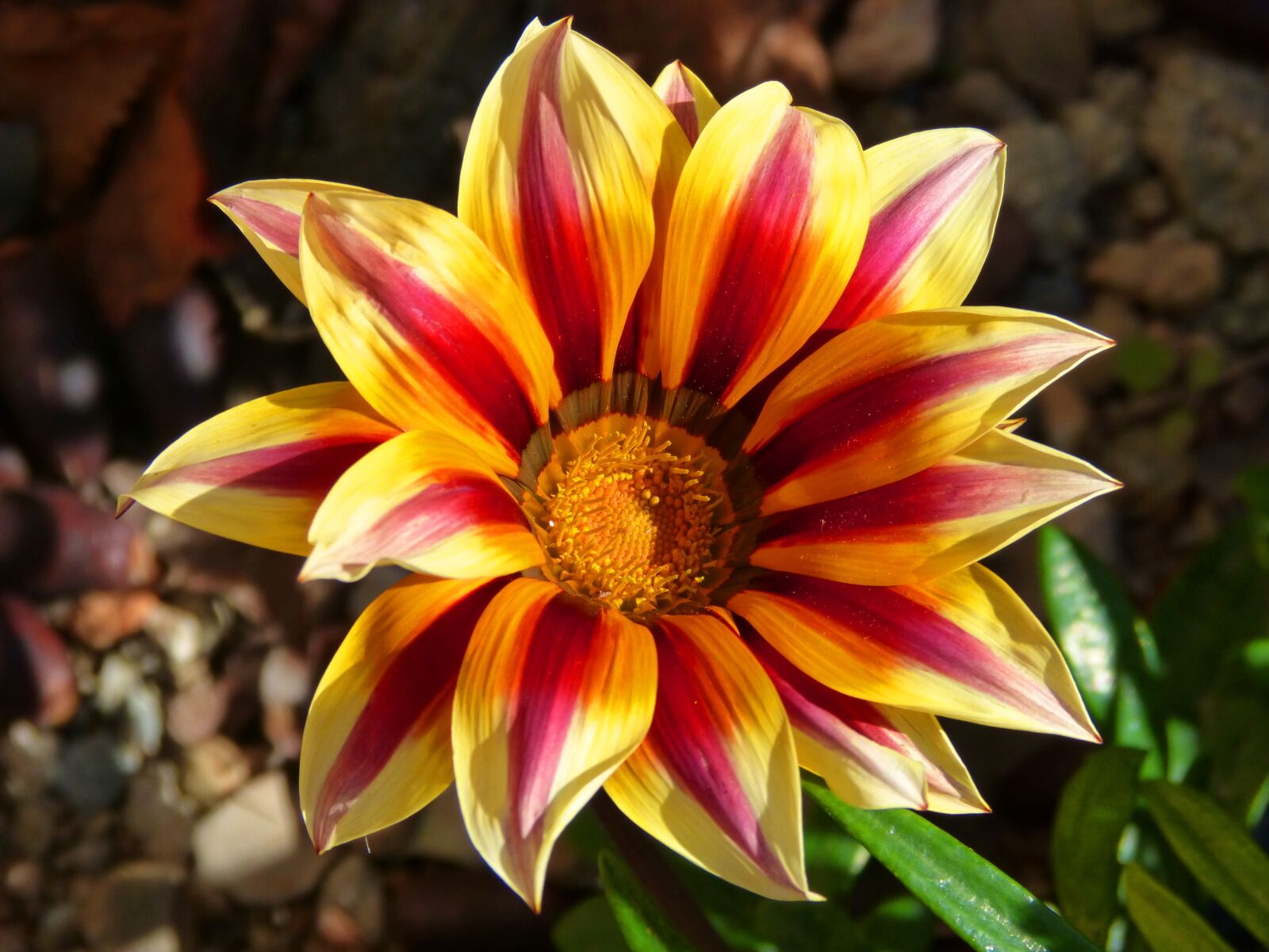 Panasonic DMC-FZ62 sample photo. Flower, beauty, colors photography