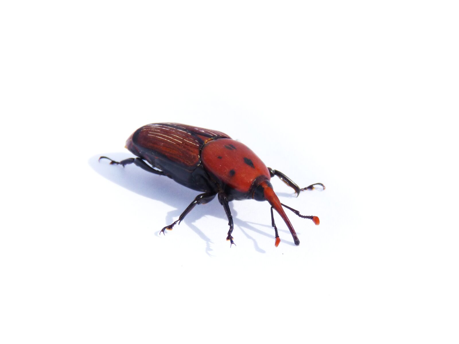 Panasonic DMC-FZ62 sample photo. Rhynchophorus ferrugineus, weevil, morrut photography