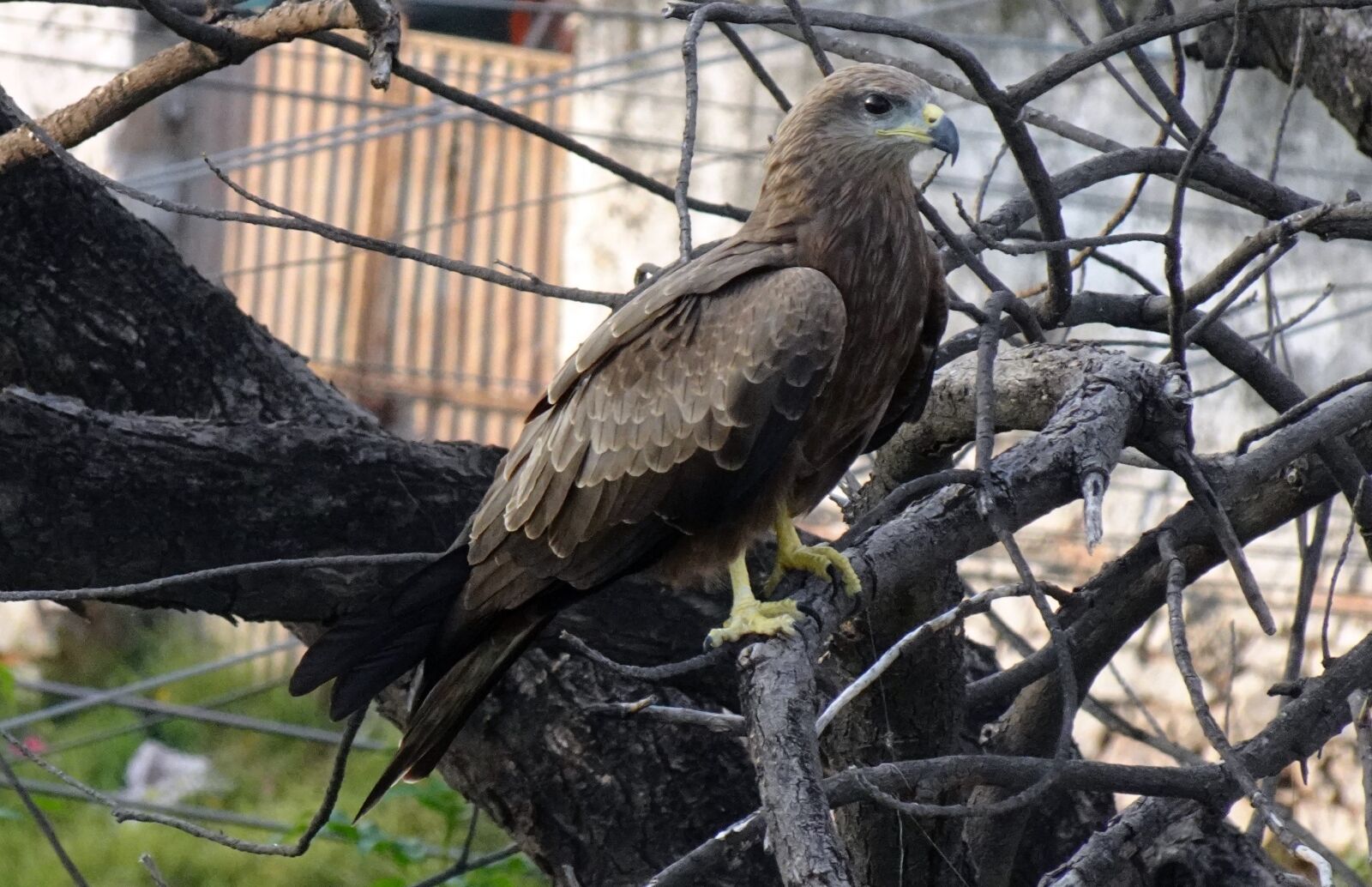 Sony DSC-WX800 sample photo. Bird, avian, kite photography