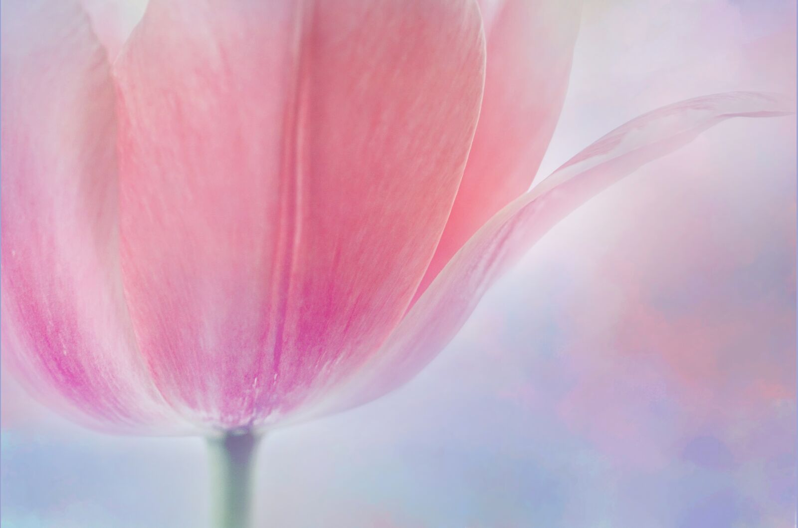 Sony FE 50mm F2.8 Macro sample photo. Tulip, pink, macro photography
