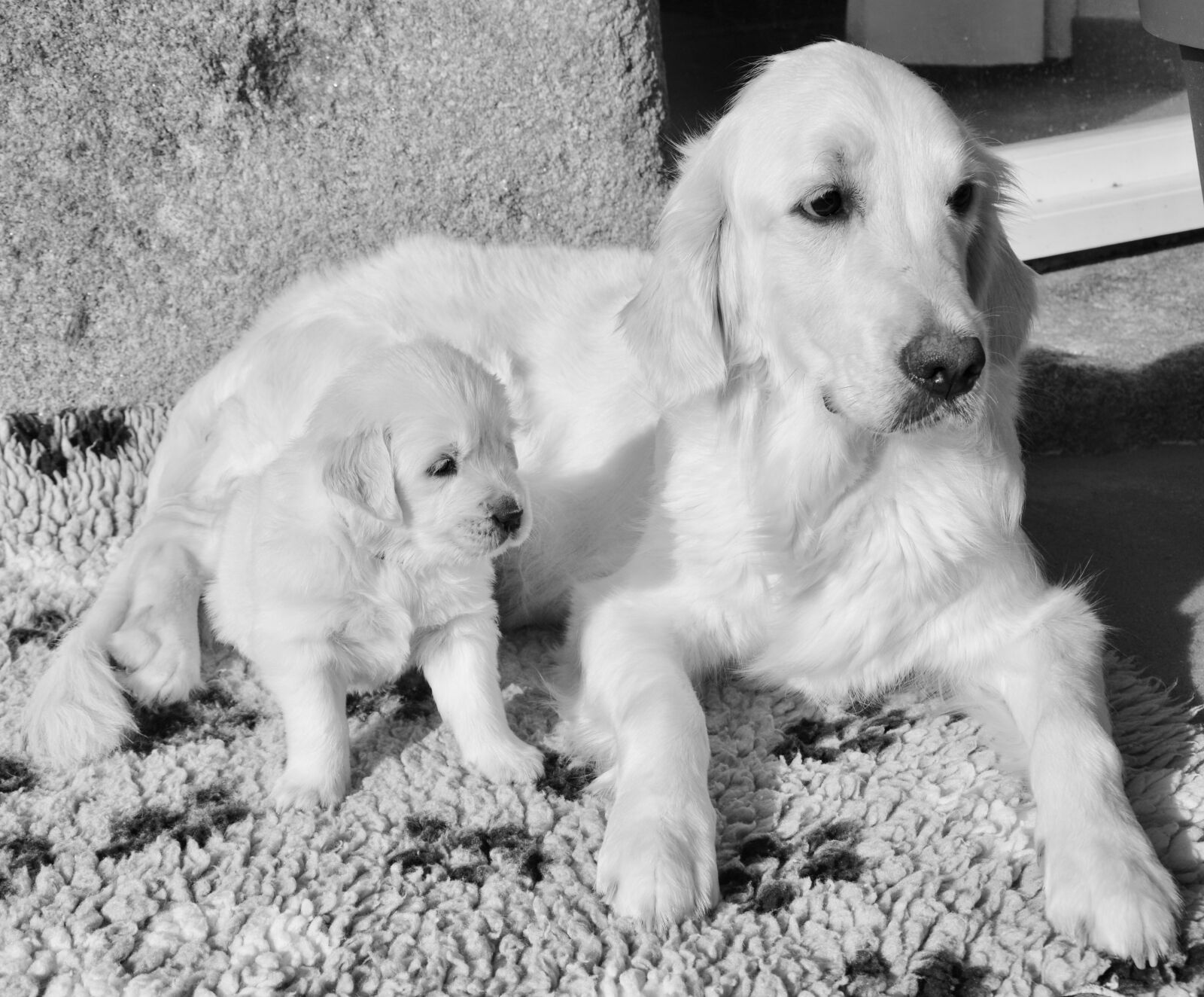 Nikon D5200 sample photo. Dog, bitch, mother golden photography