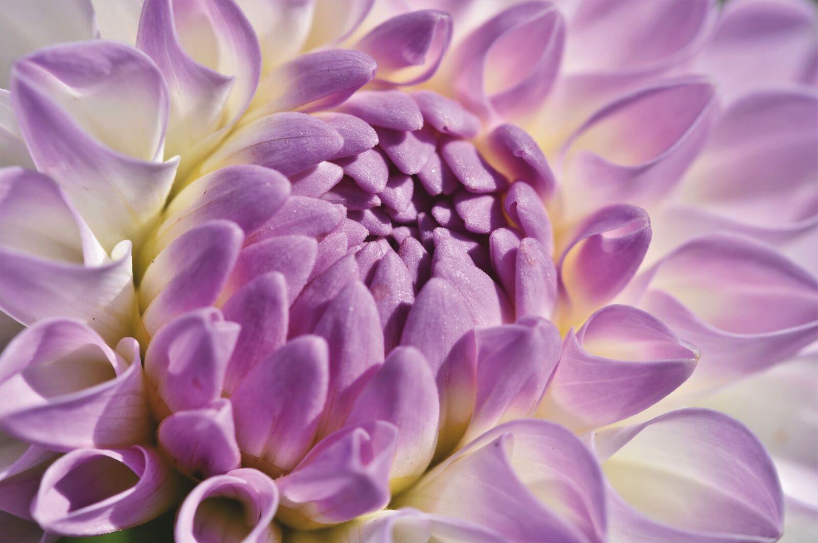Nikon D7200 sample photo. Dahlia, dahlias bud, flower photography