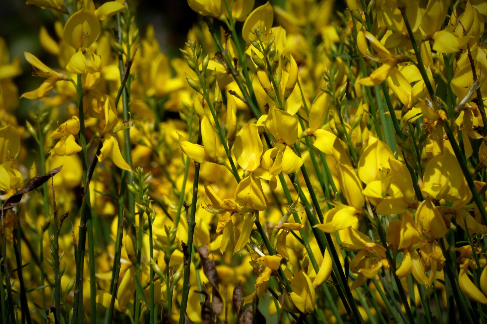 Panasonic Lumix DMC-FZ70 sample photo. Flowers, yellow flowers, yellow photography