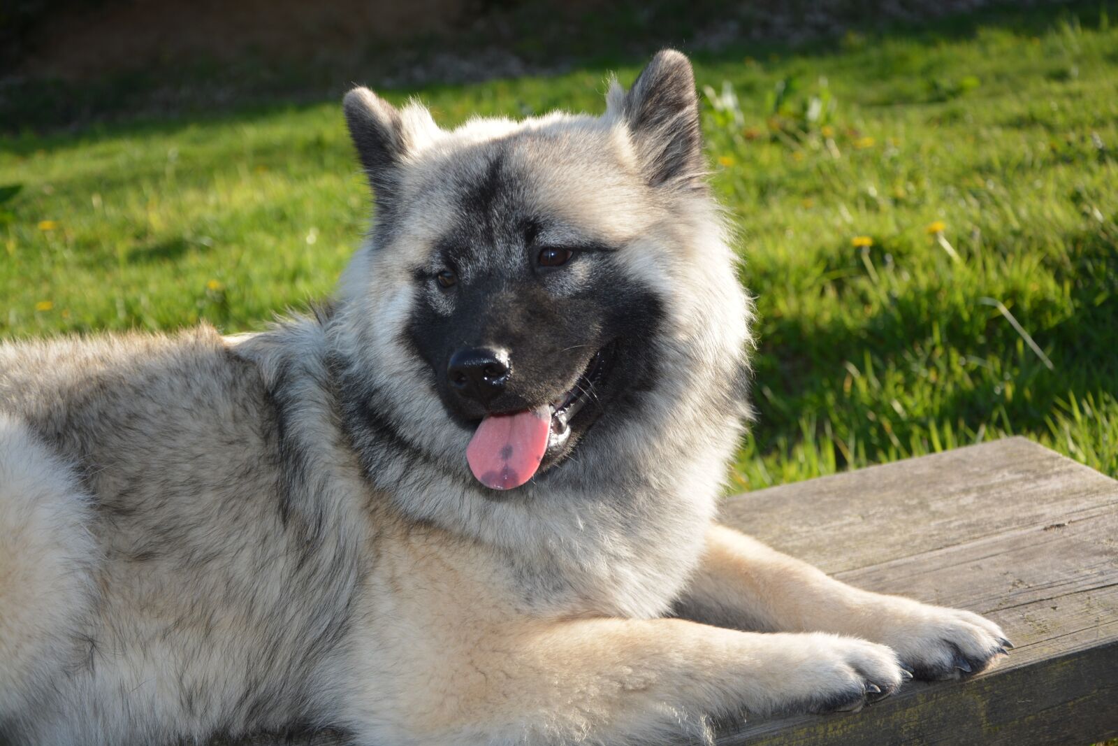 Nikon D5200 sample photo. Dog, bitch nova, eurasier photography