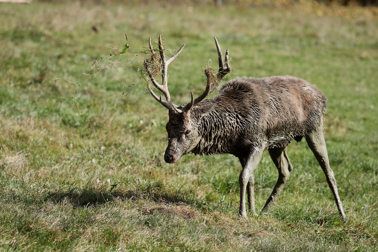 Canon EOS 7D + Canon EF 70-200mm F2.8L USM sample photo. Hirsch, antler, forest photography