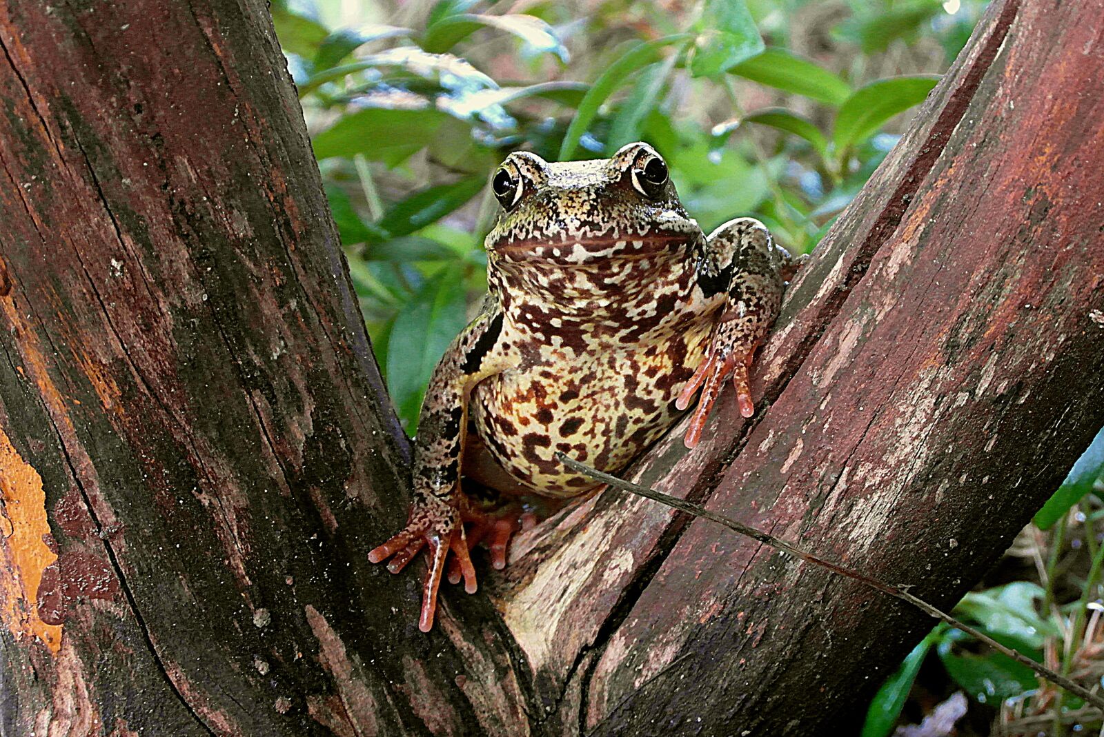 Samsung WB750 sample photo. The frog, amphibian, animals photography