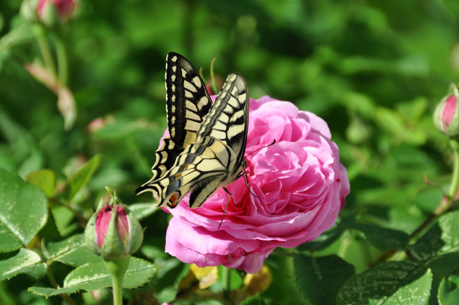 Nikon D90 sample photo. Insect, butterfly, butterflies photography